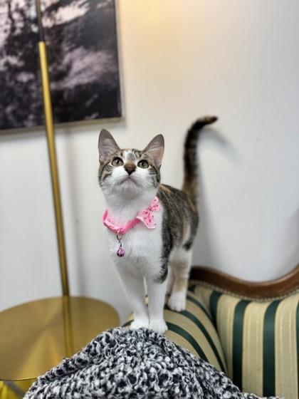 Evergreen, a Adoptable Domestic Short Hair in Lawrenceville, GA image 1/3