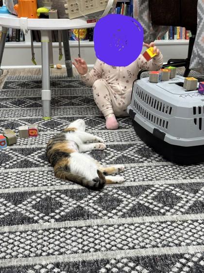 Evergreen, a Adoptable Domestic Short Hair in Lawrenceville, GA image 2/3