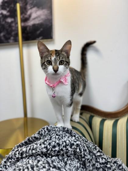 Evergreen, a Adoptable Domestic Short Hair in Lawrenceville, GA image 3/3