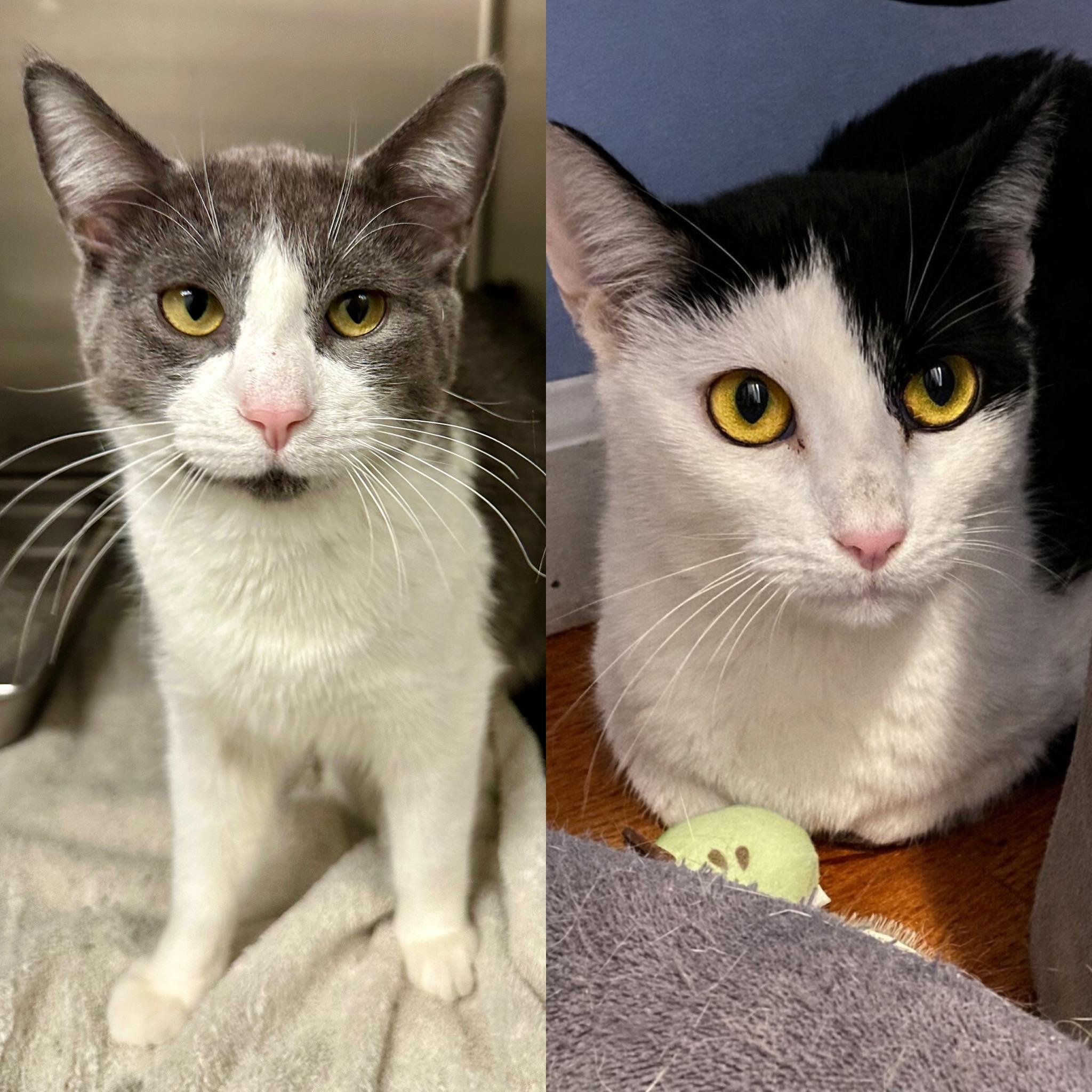 Enlarge Chex, an adopted Domestic Short Hair in Andover, CT image 6/6