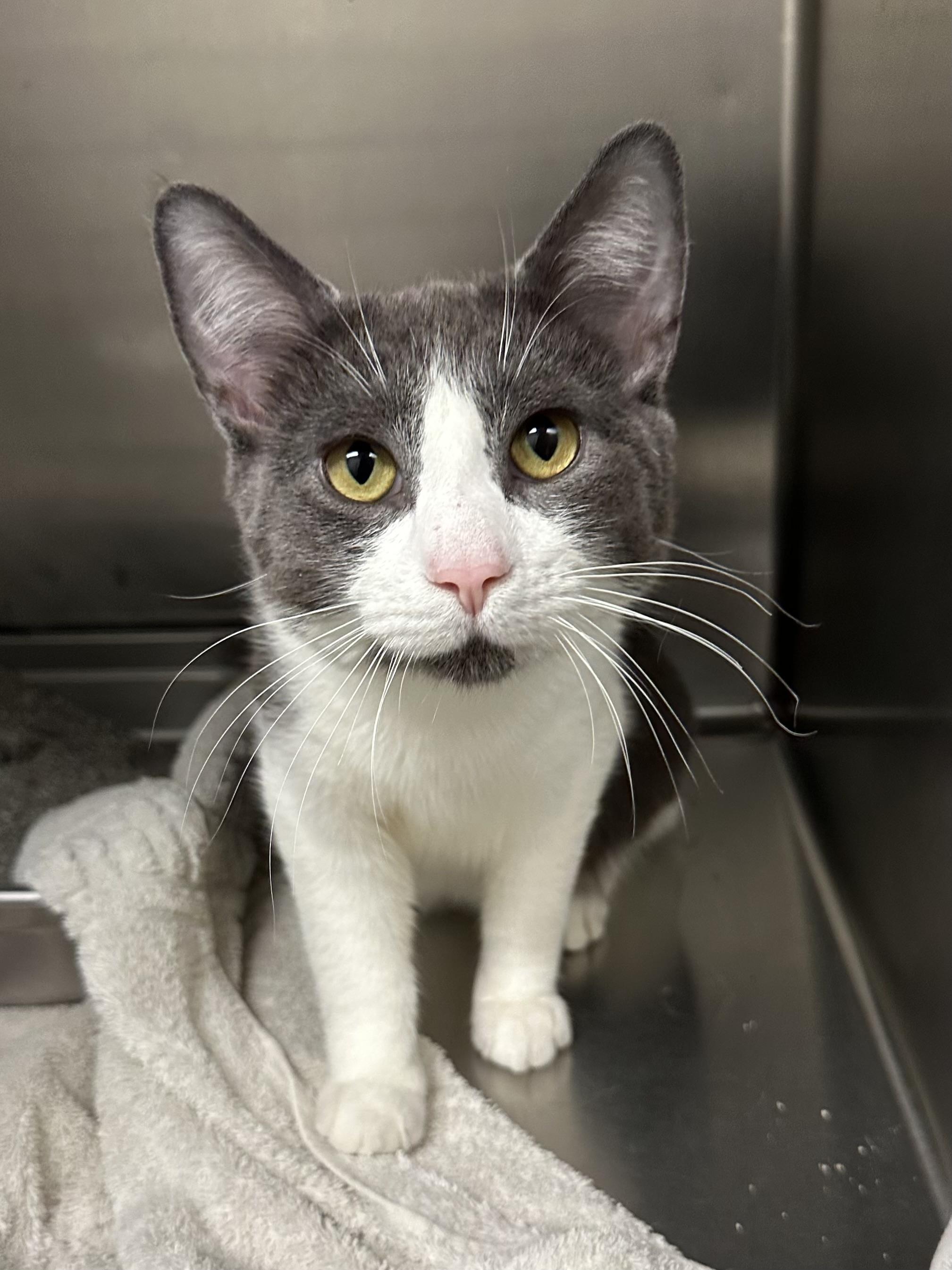 Chex, adopted, Young Male Domestic Short Hair.