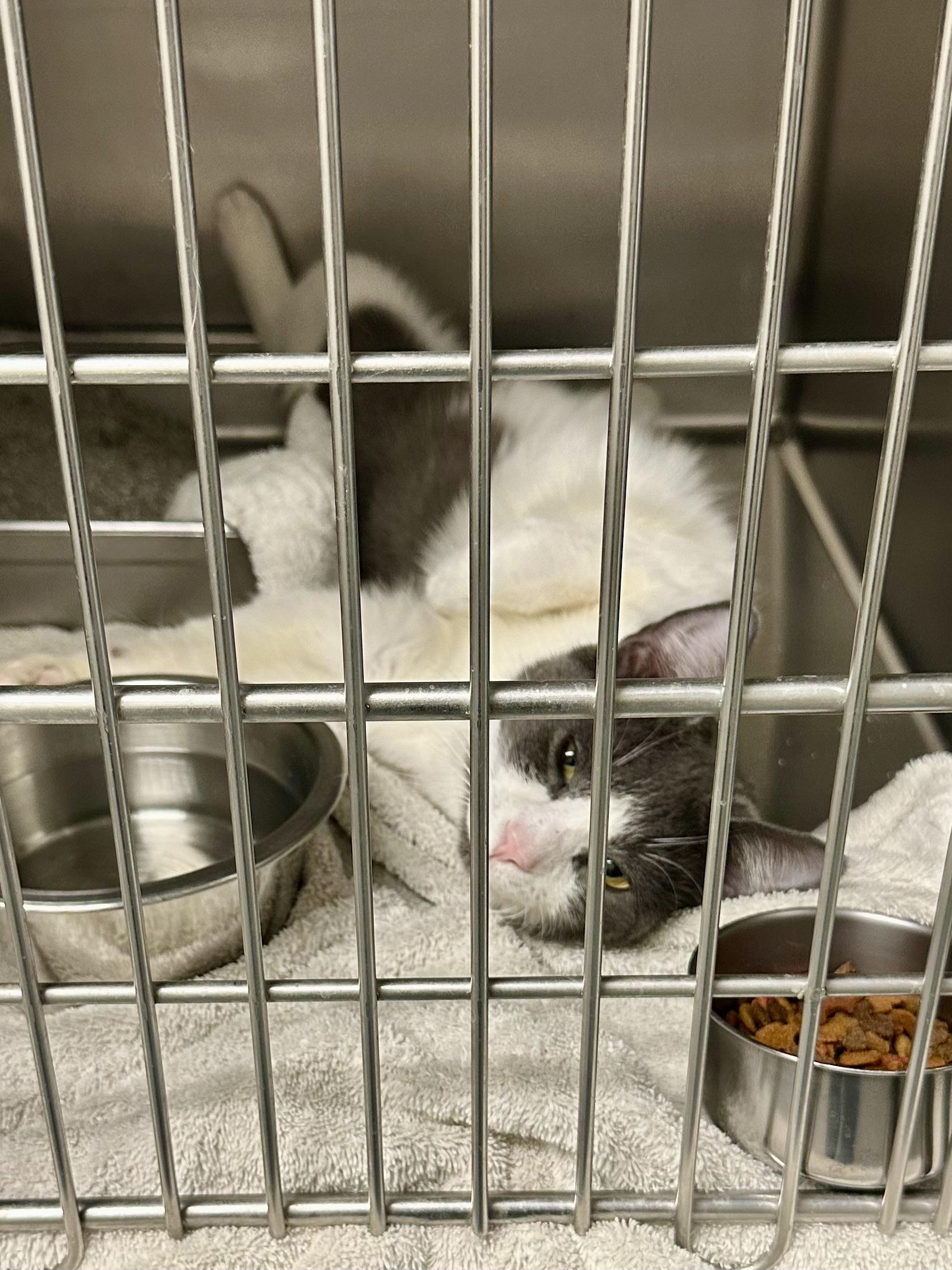 Enlarge Chex, an adopted Domestic Short Hair in Andover, CT image 3/6