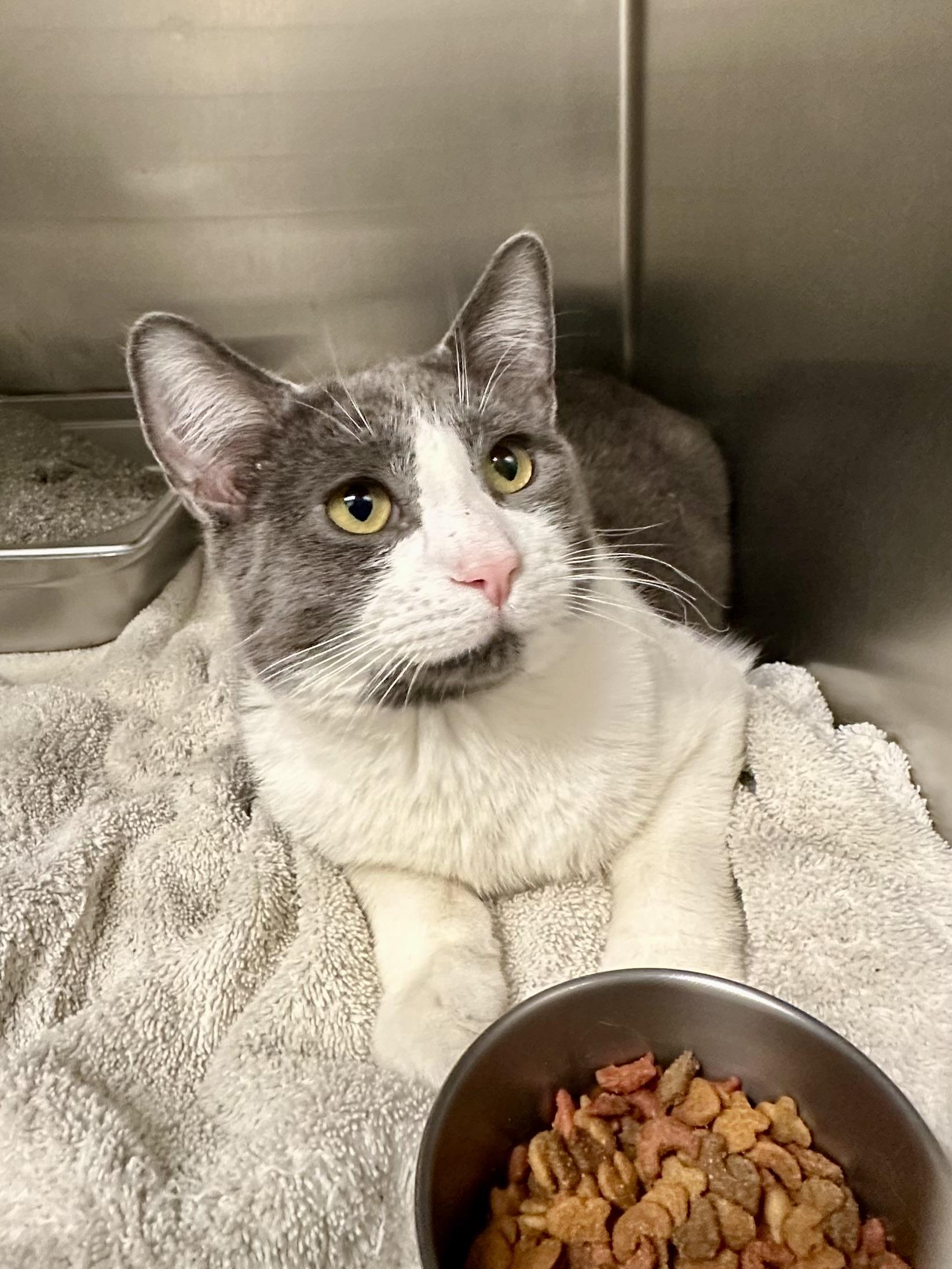 Enlarge Chex, an adopted Domestic Short Hair in Andover, CT image 5/6