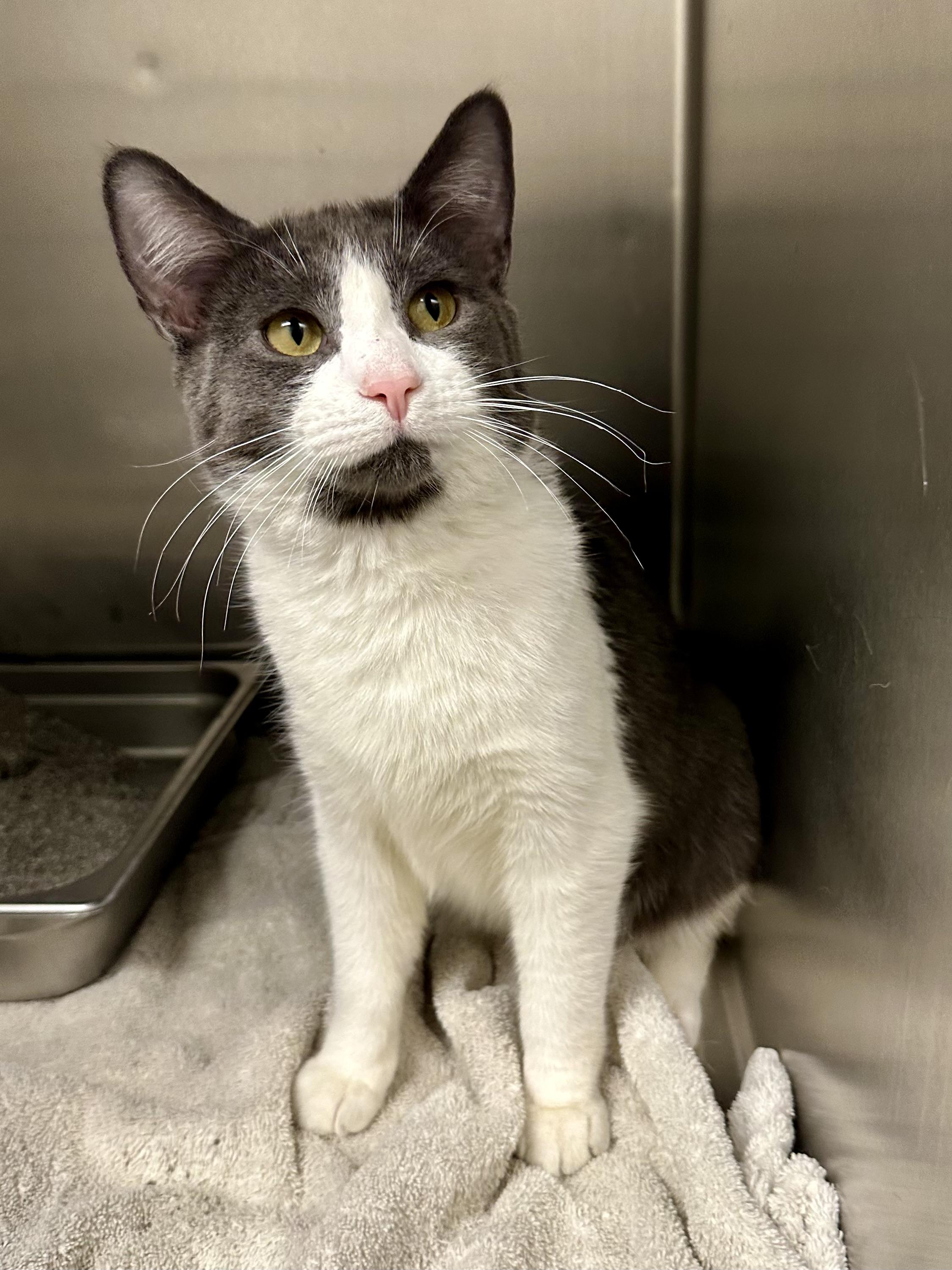 Enlarge Chex, an adopted Domestic Short Hair in Andover, CT image 2/6