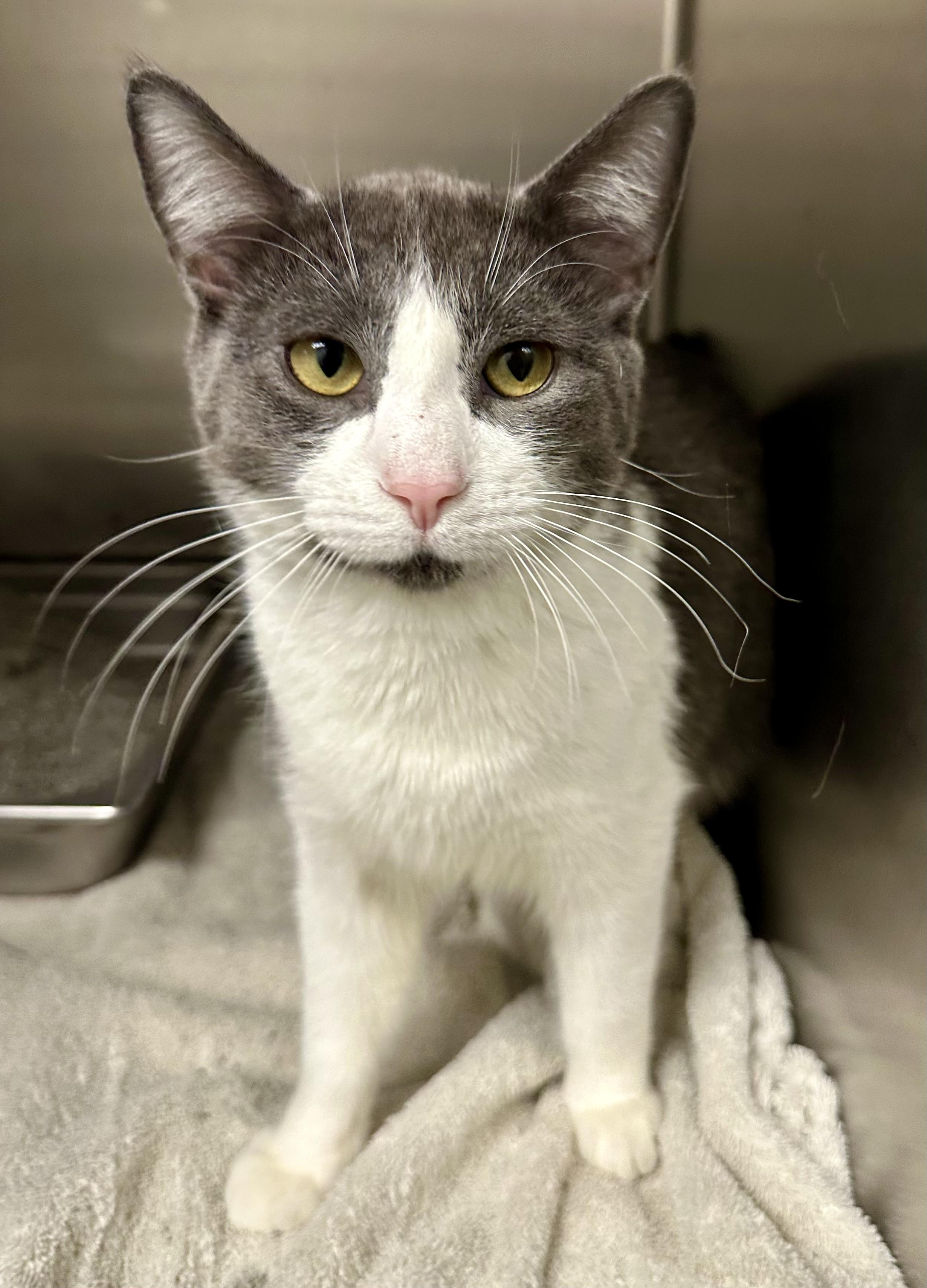 Enlarge Chex, an adopted Domestic Short Hair in Andover, CT image 4/6