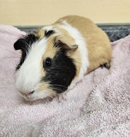 Enlarge Caramello, a Adoptable Guinea Pig in Westland, MI image 1/1