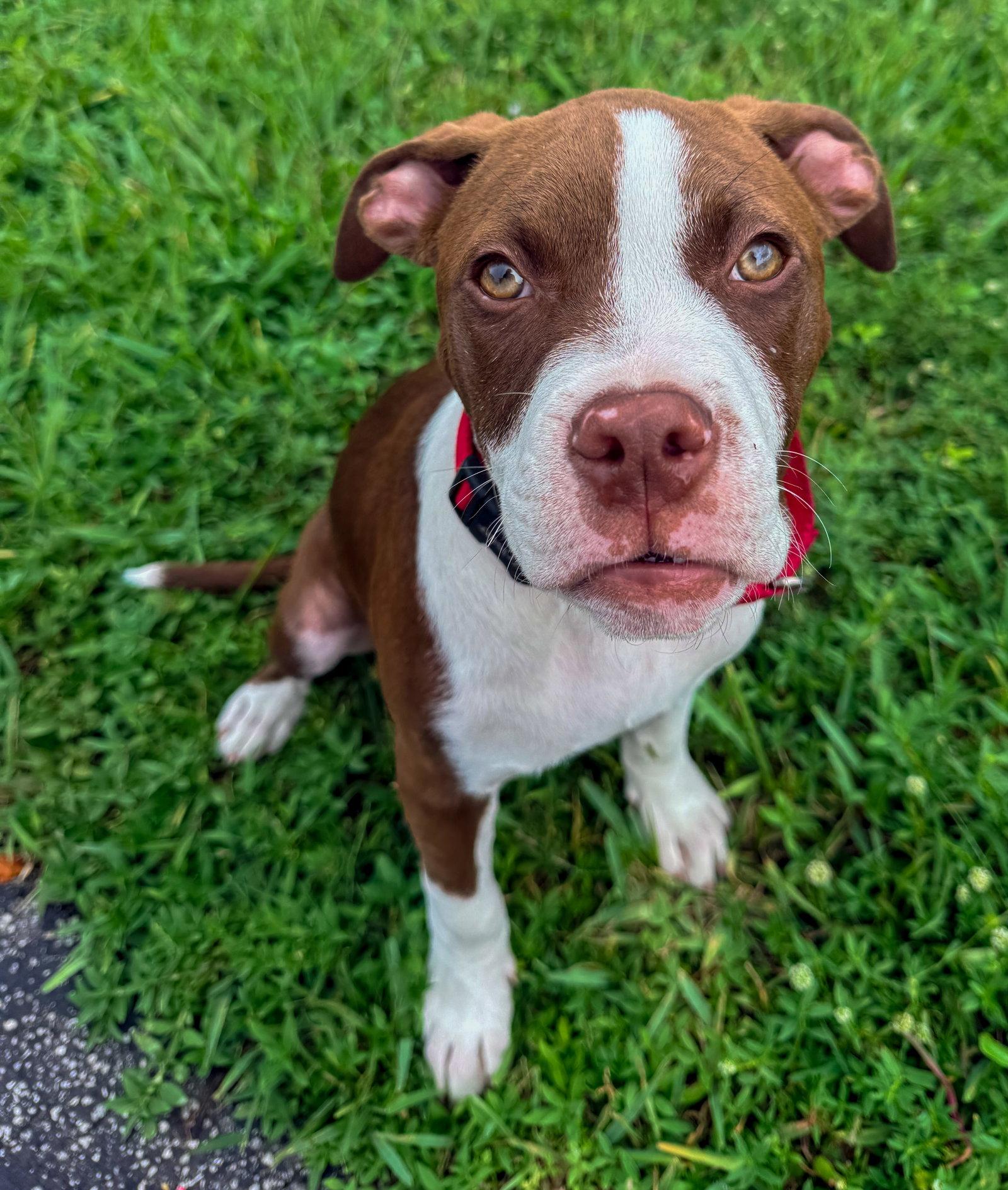 Arnold, Adoptable, Puppy Male Pit Bull Terrier & American Bulldog.