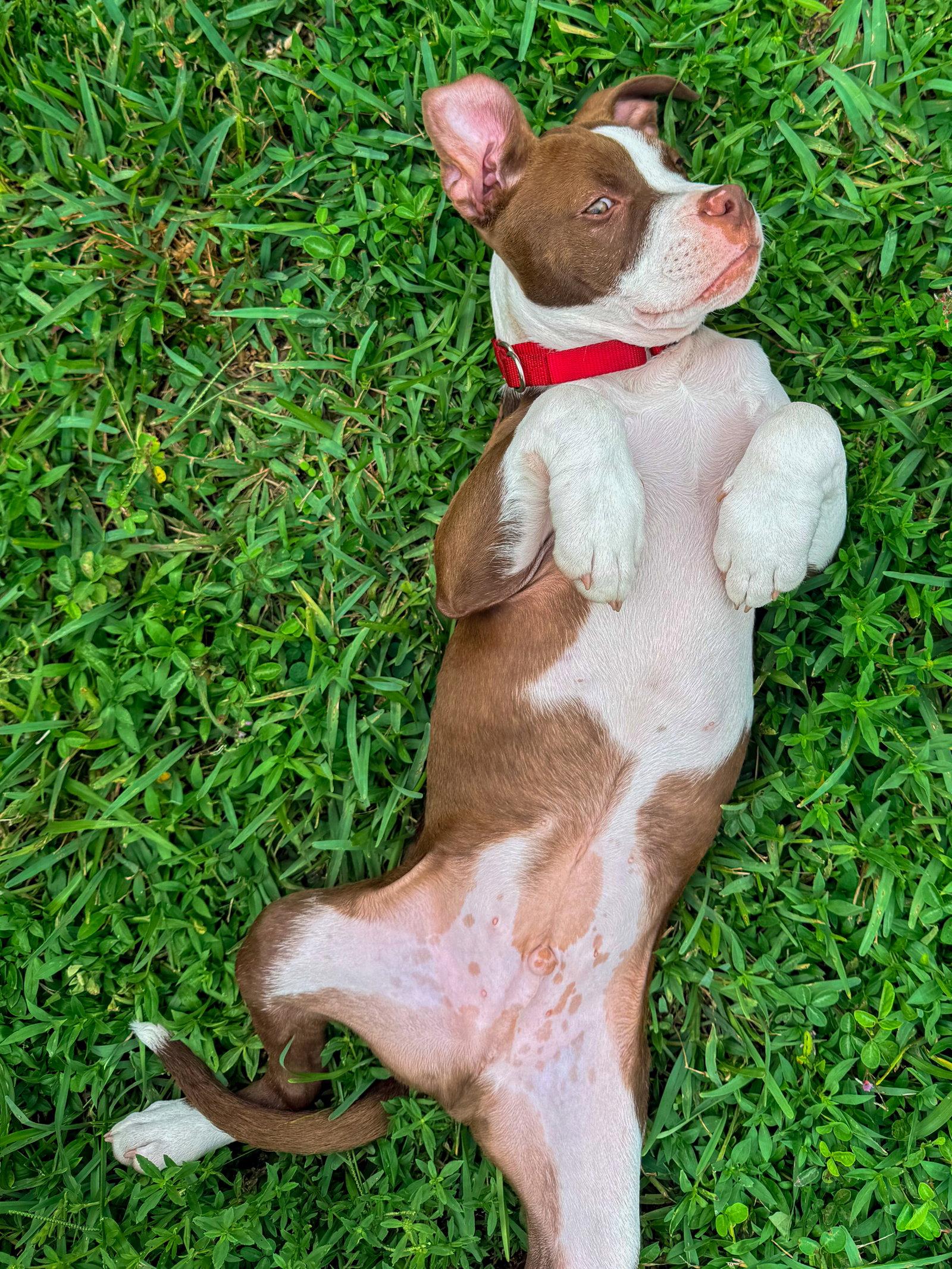 Arnold, a Adoptable mixed breed in Lighthouse Point, FL image 2/3