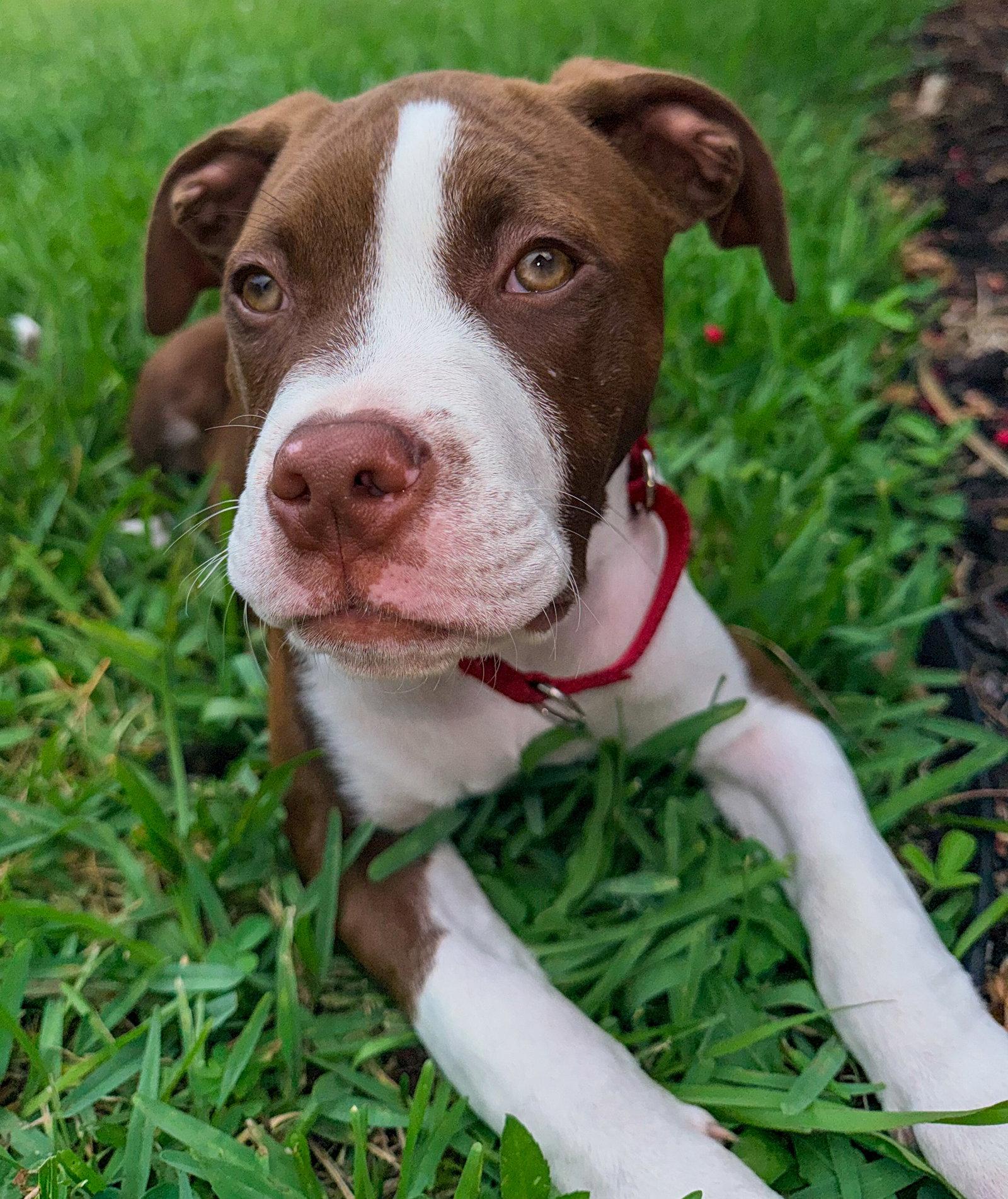 Arnold, a Adoptable mixed breed in Lighthouse Point, FL image 3/3
