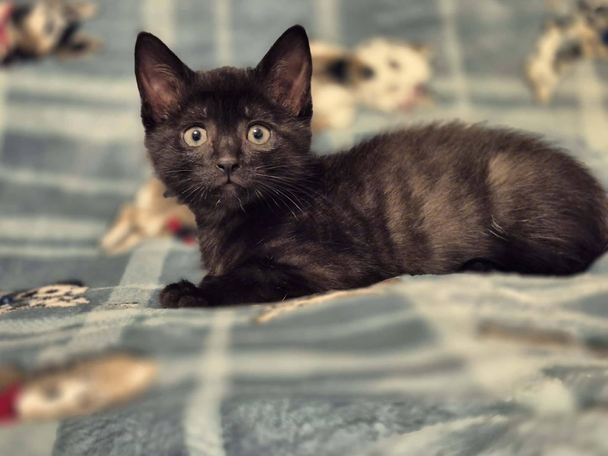 Enlarge Blaze, a Adoptable Domestic Short Hair in Decorah, IA image 1/3