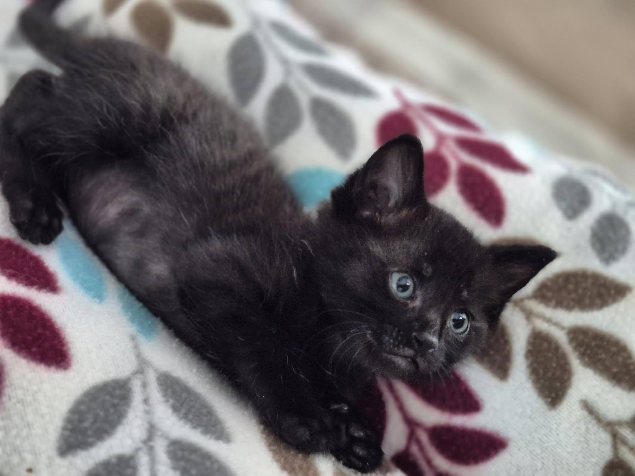 Enlarge Blaze, a Adoptable Domestic Short Hair in Decorah, IA image 2/6
