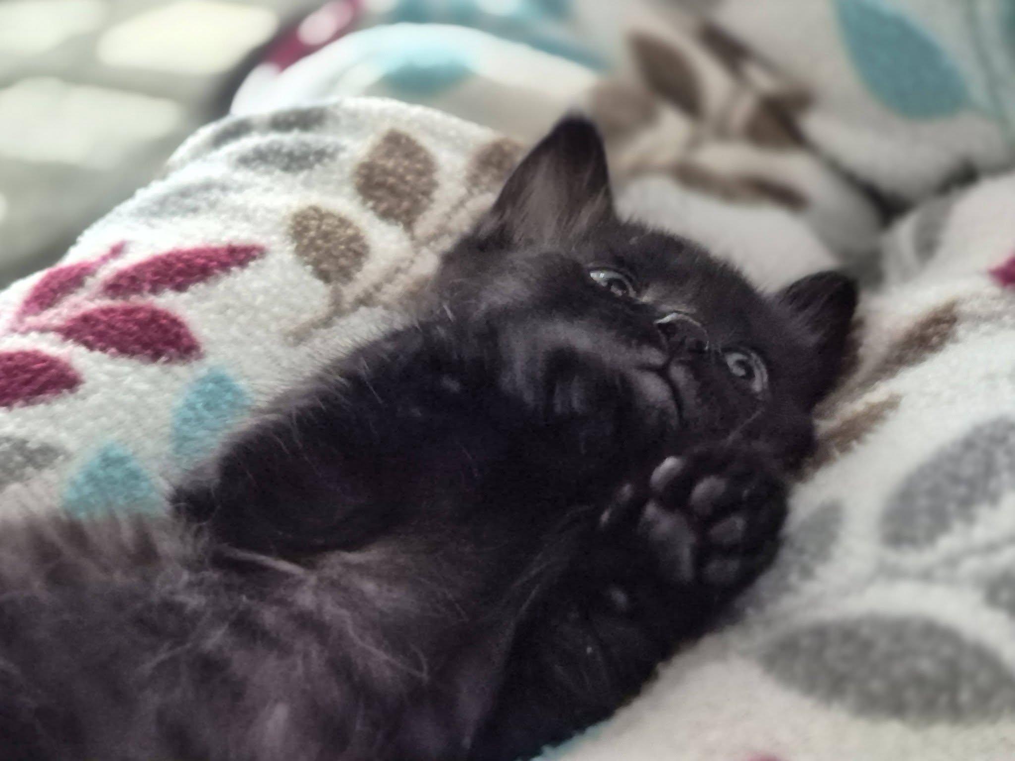 Enlarge Blaze, a Adoptable Domestic Short Hair in Decorah, IA image 6/6