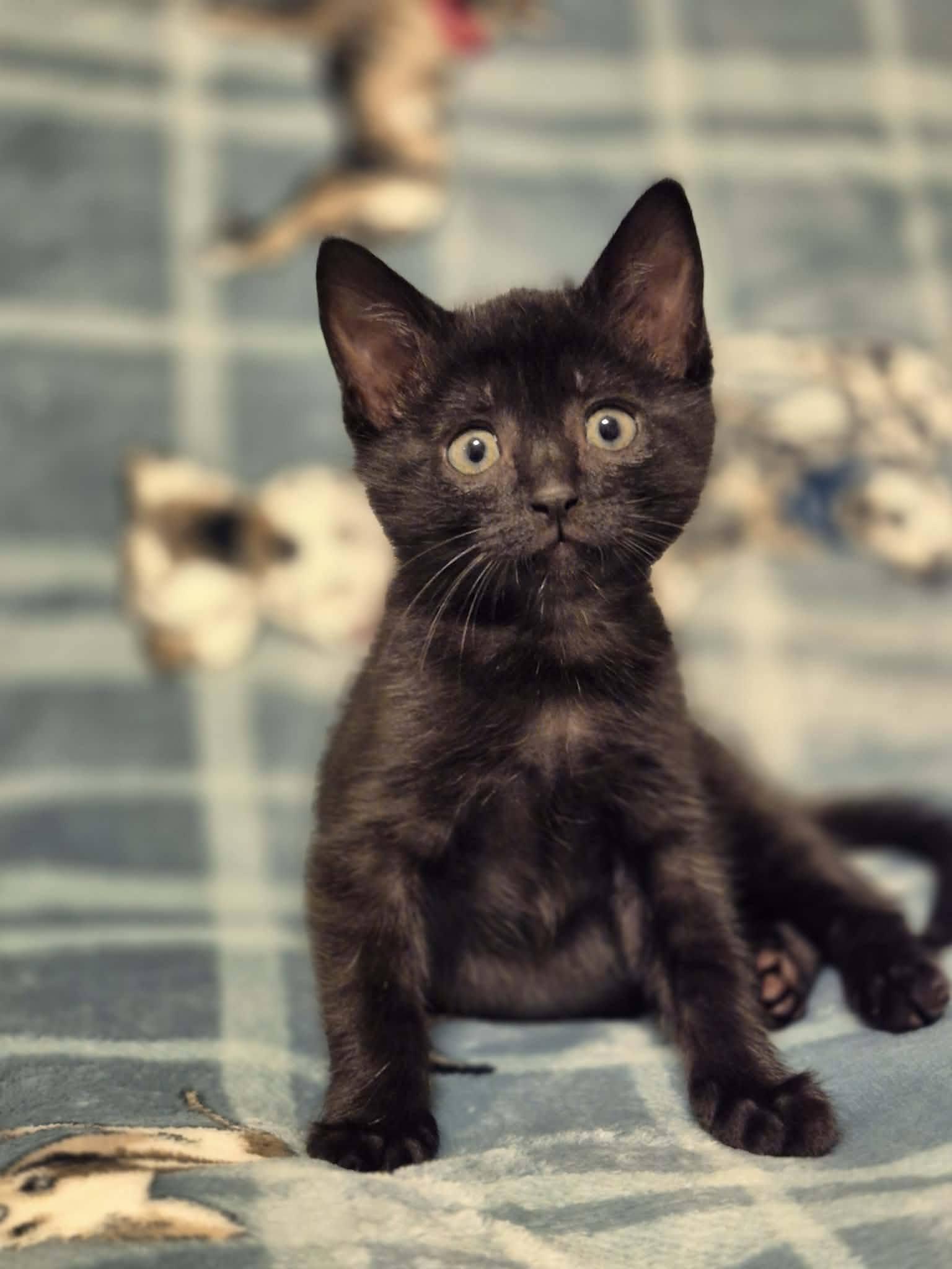Enlarge Blaze, a Adoptable Domestic Short Hair in Decorah, IA image 3/3