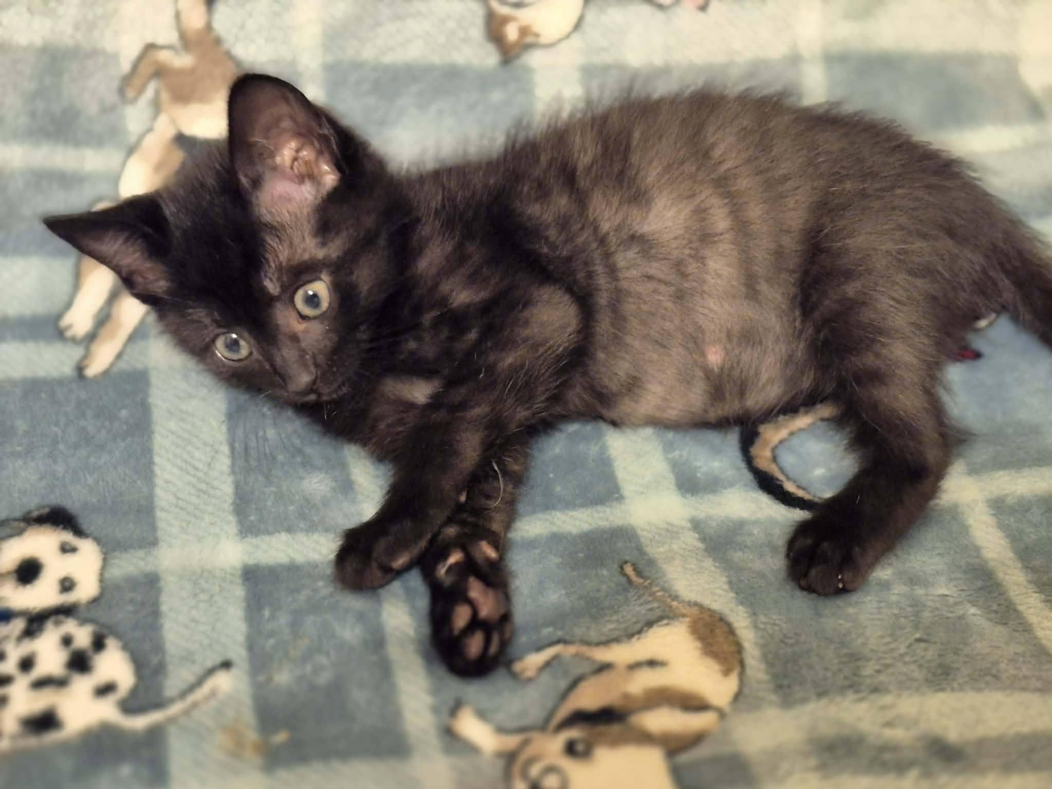 Enlarge Blaze, a Adoptable Domestic Short Hair in Decorah, IA image 2/3