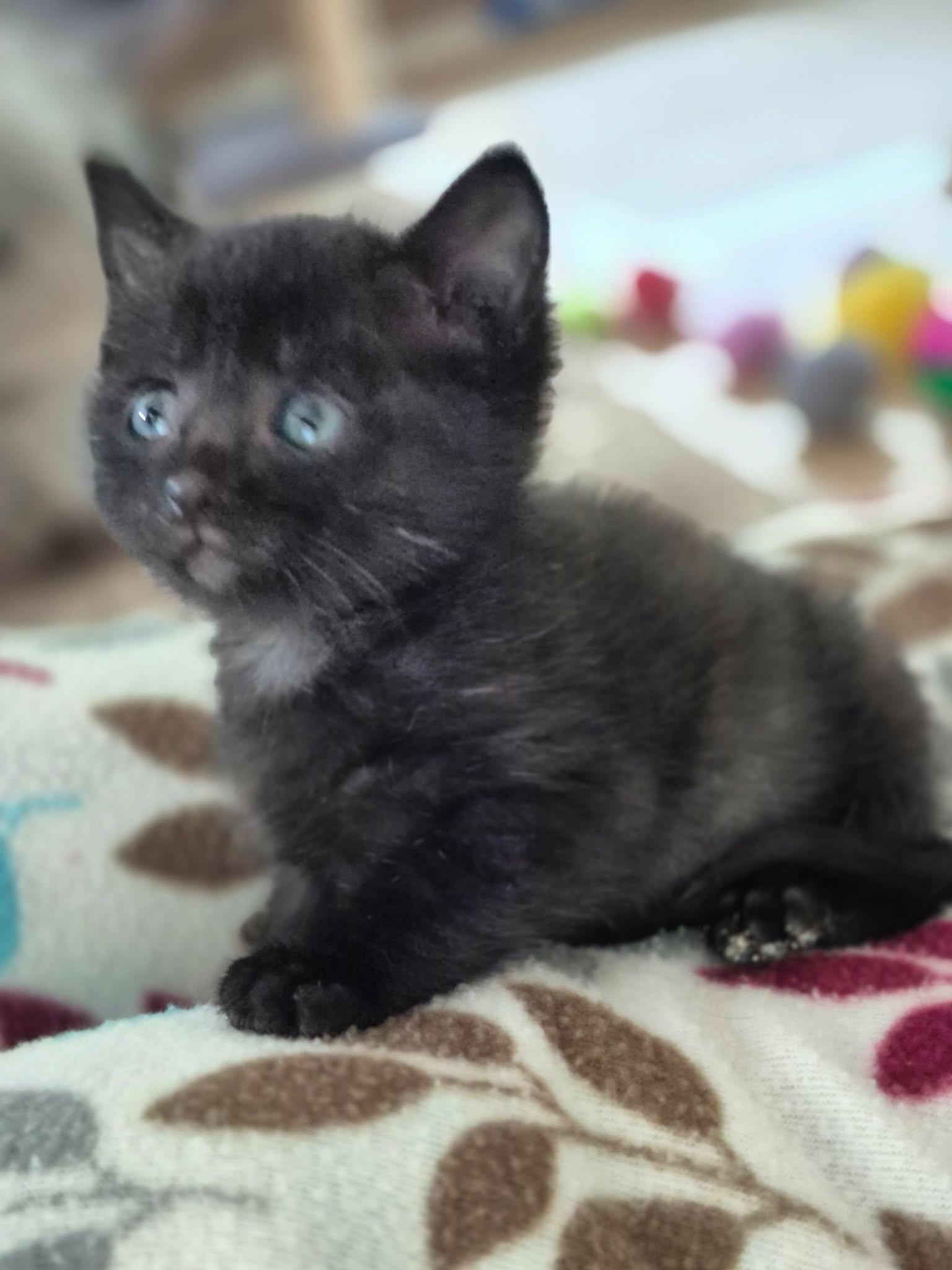 Blaze, Adoptable, Kitten Male Domestic Short Hair.