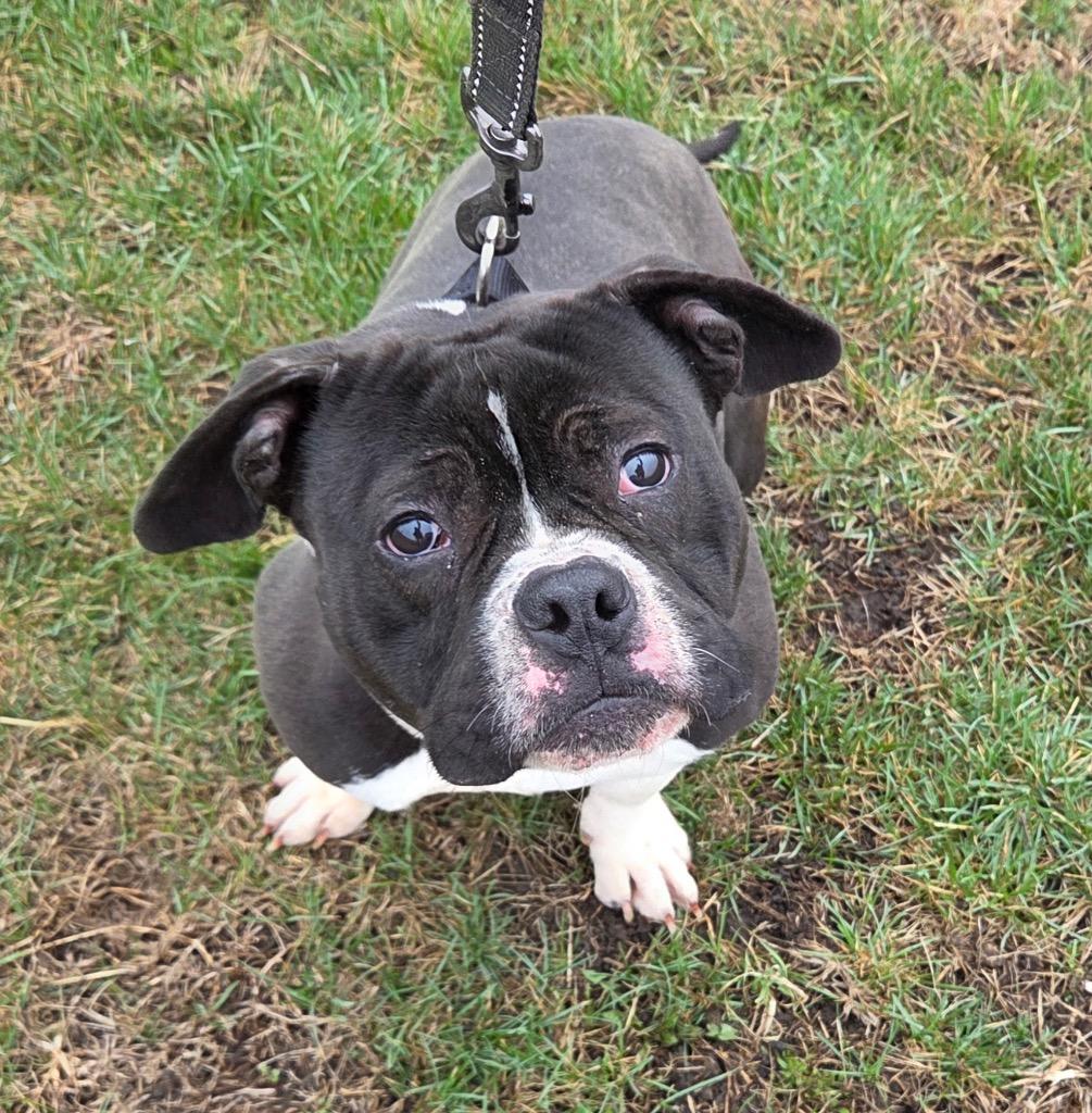 Tux, Adoptable, Young Male Pit Bull Terrier & Mixed Breed.
