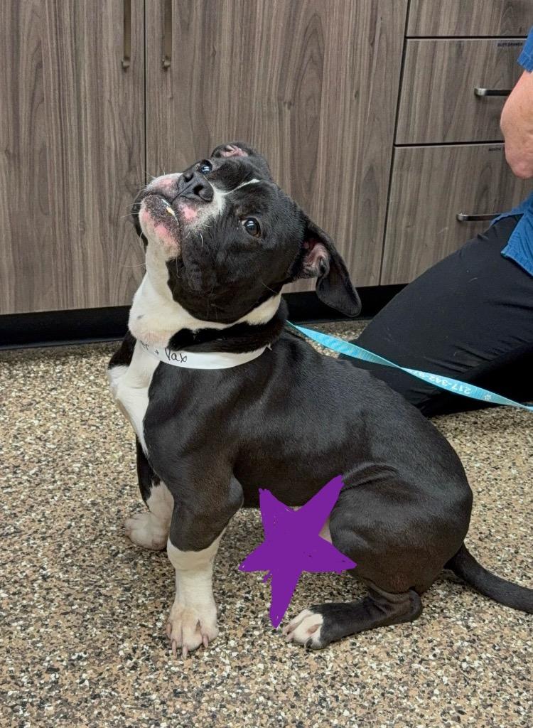 Tux, Adoptable, Young Male Pit Bull Terrier & Mixed Breed.