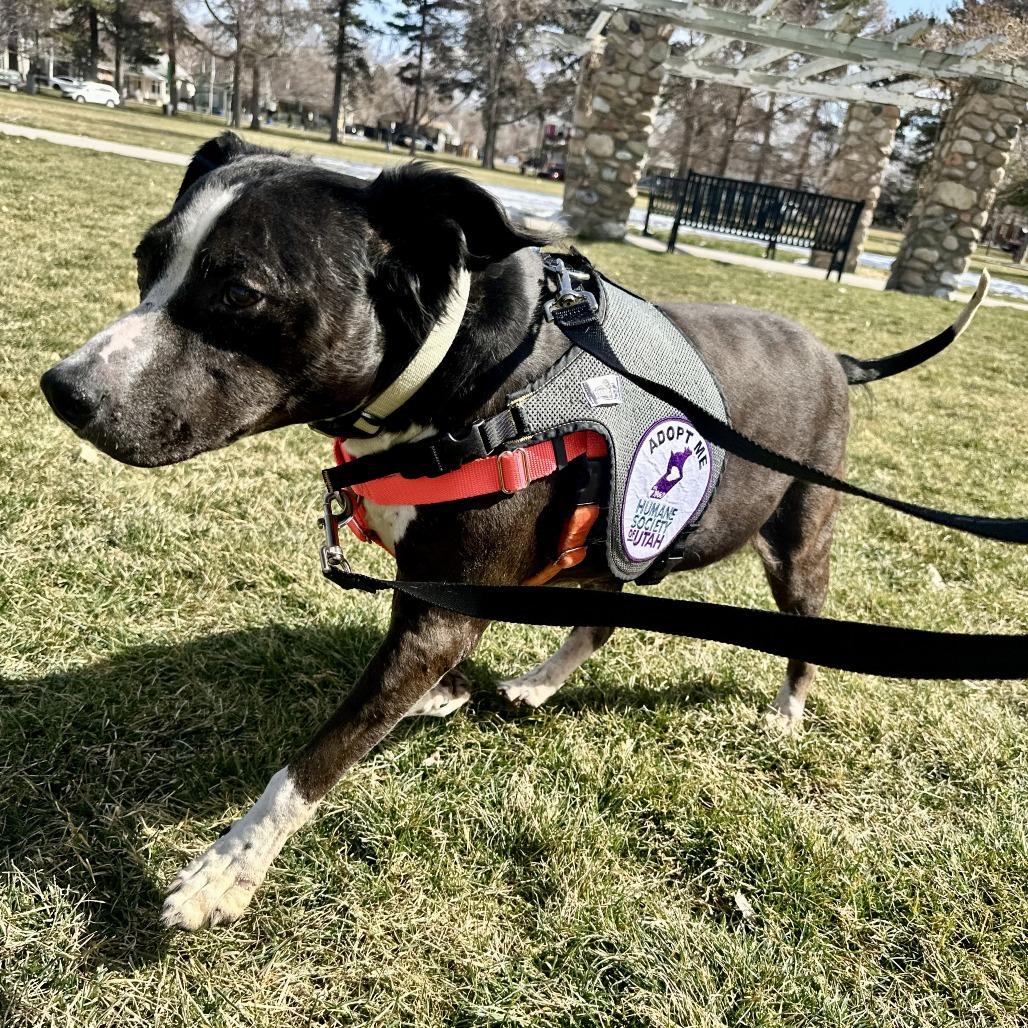 Ace, Adoptable, Senior Male Mixed Breed.