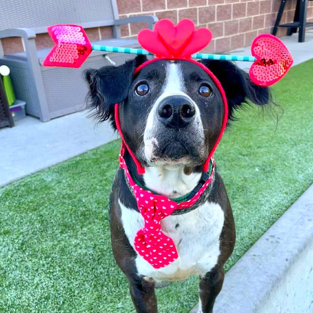 Ace, a Adoptable Mixed Breed in Murray, UT image 2/6