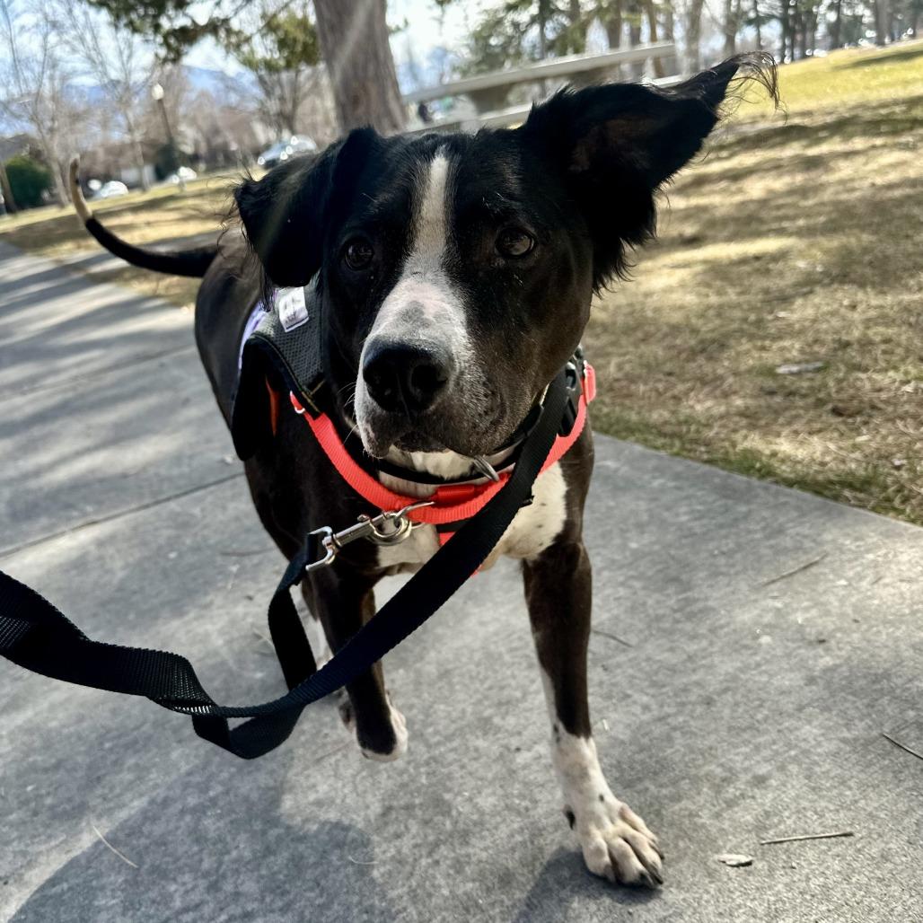 Ace, a Adoptable Mixed Breed in Murray, UT image 4/6