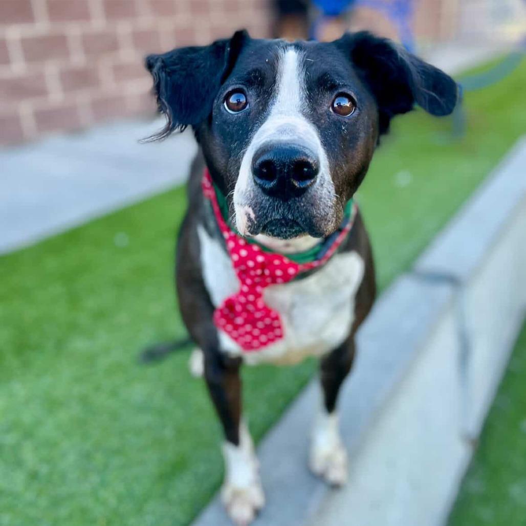 Ace, a Adoptable Mixed Breed in Murray, UT image 5/6