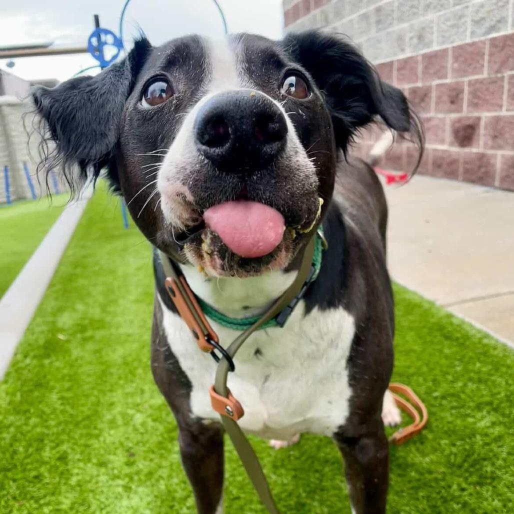 Ace, a Adoptable Mixed Breed in Murray, UT image 6/6