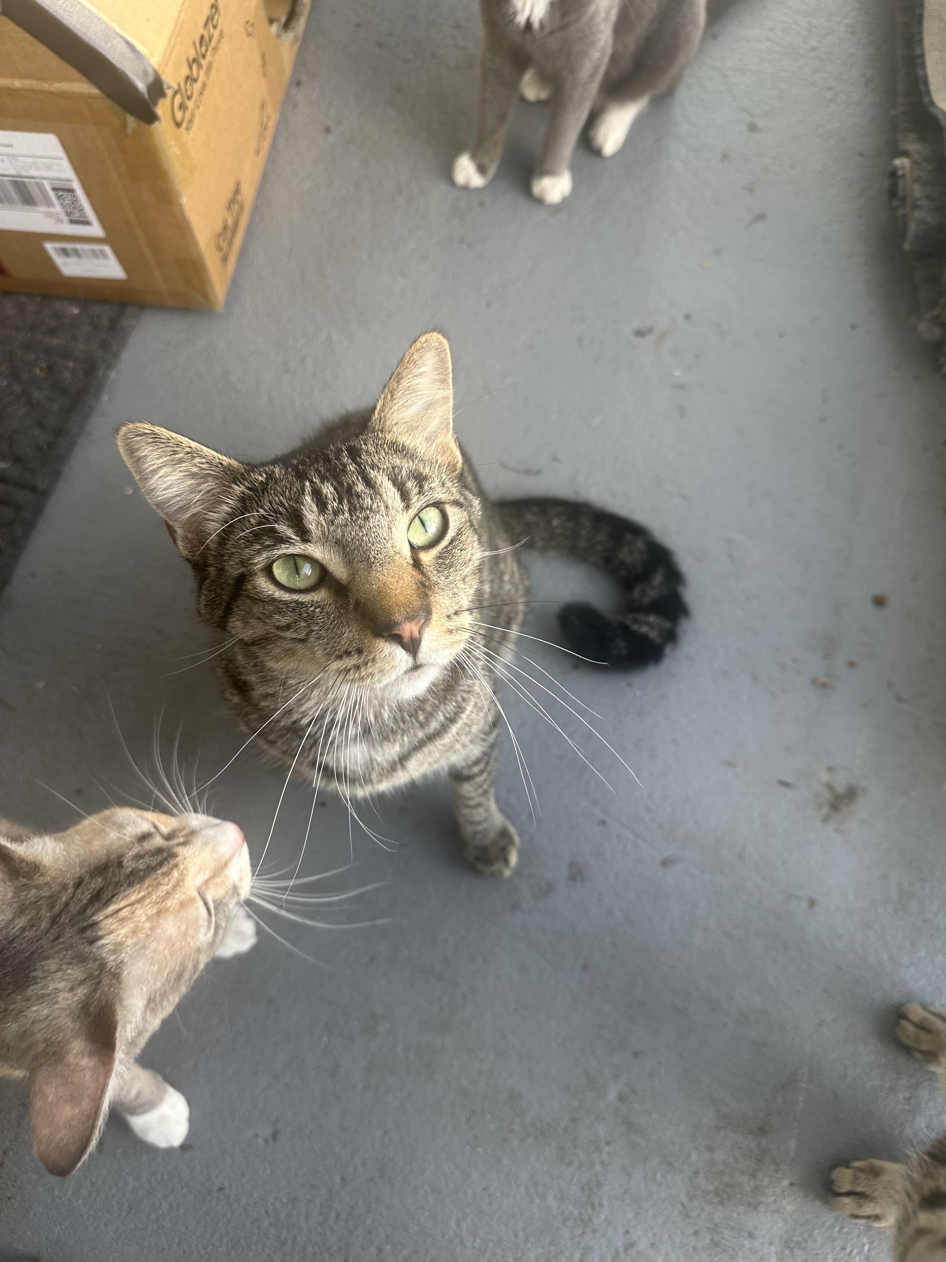 Robin, Adult Male Tabby