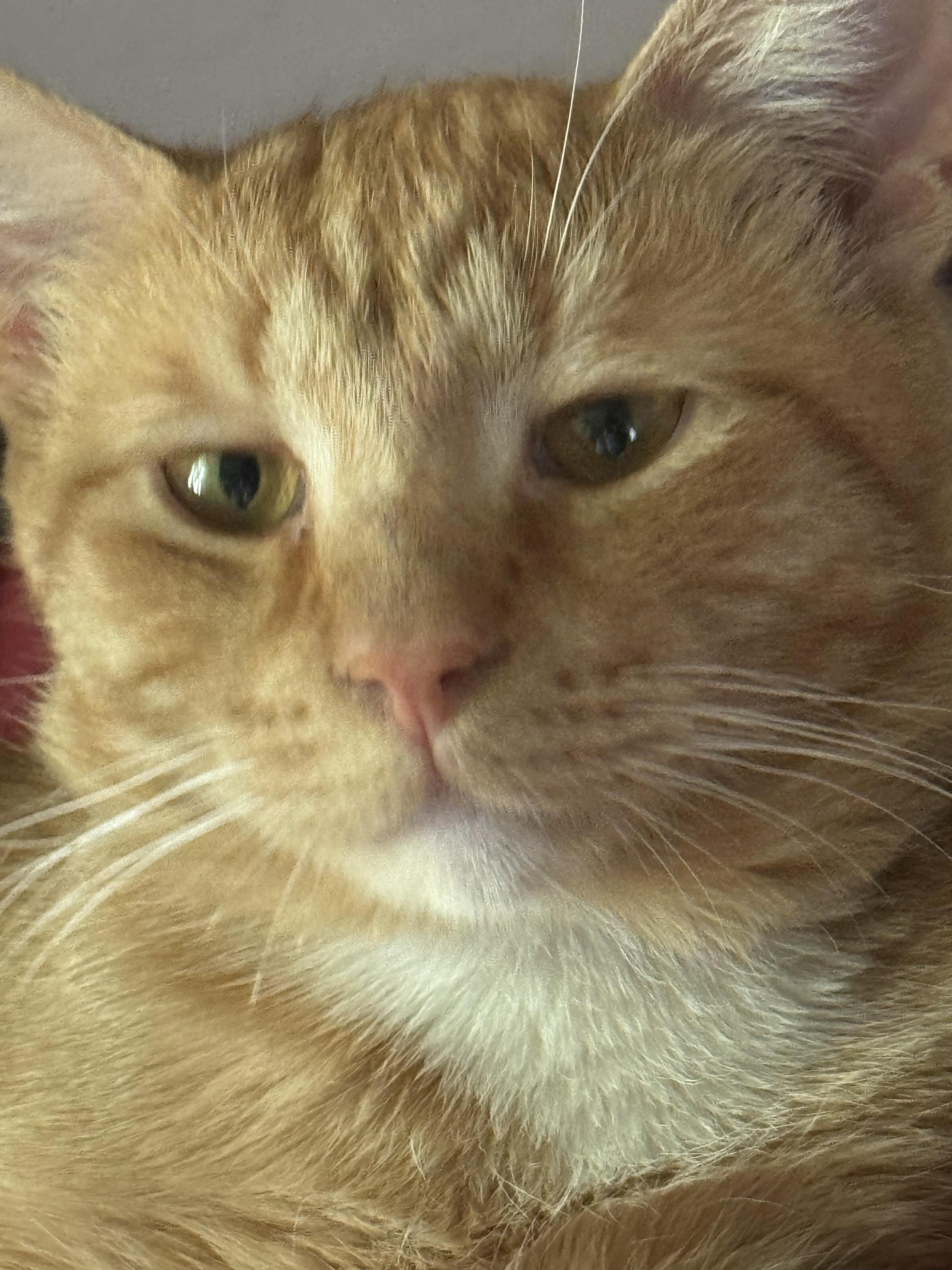 Enlarge Leo, a Adopted Domestic Short Hair in brooklyn, NY image 1/4