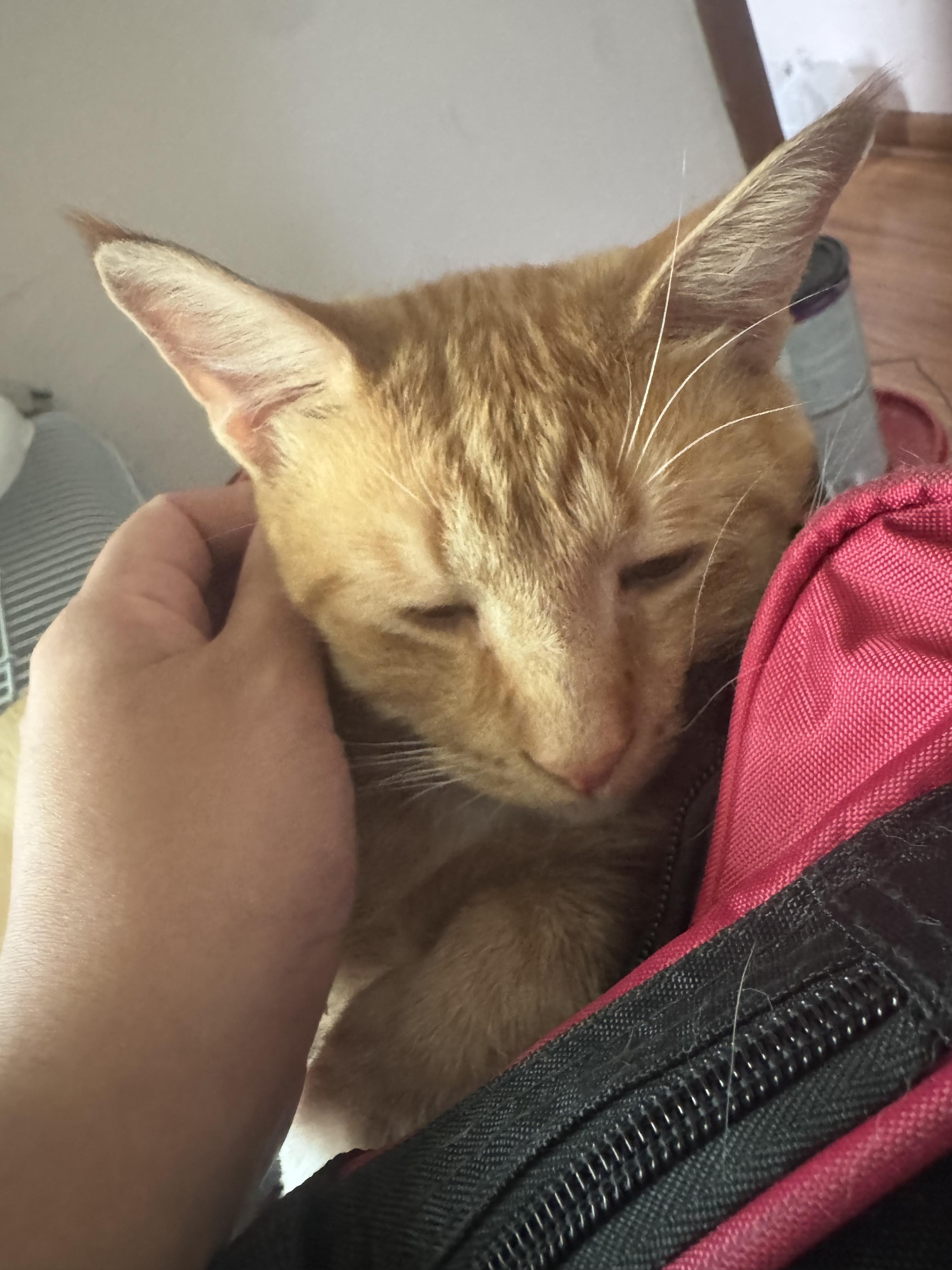 Enlarge Leo, a Adopted Domestic Short Hair in brooklyn, NY image 2/4