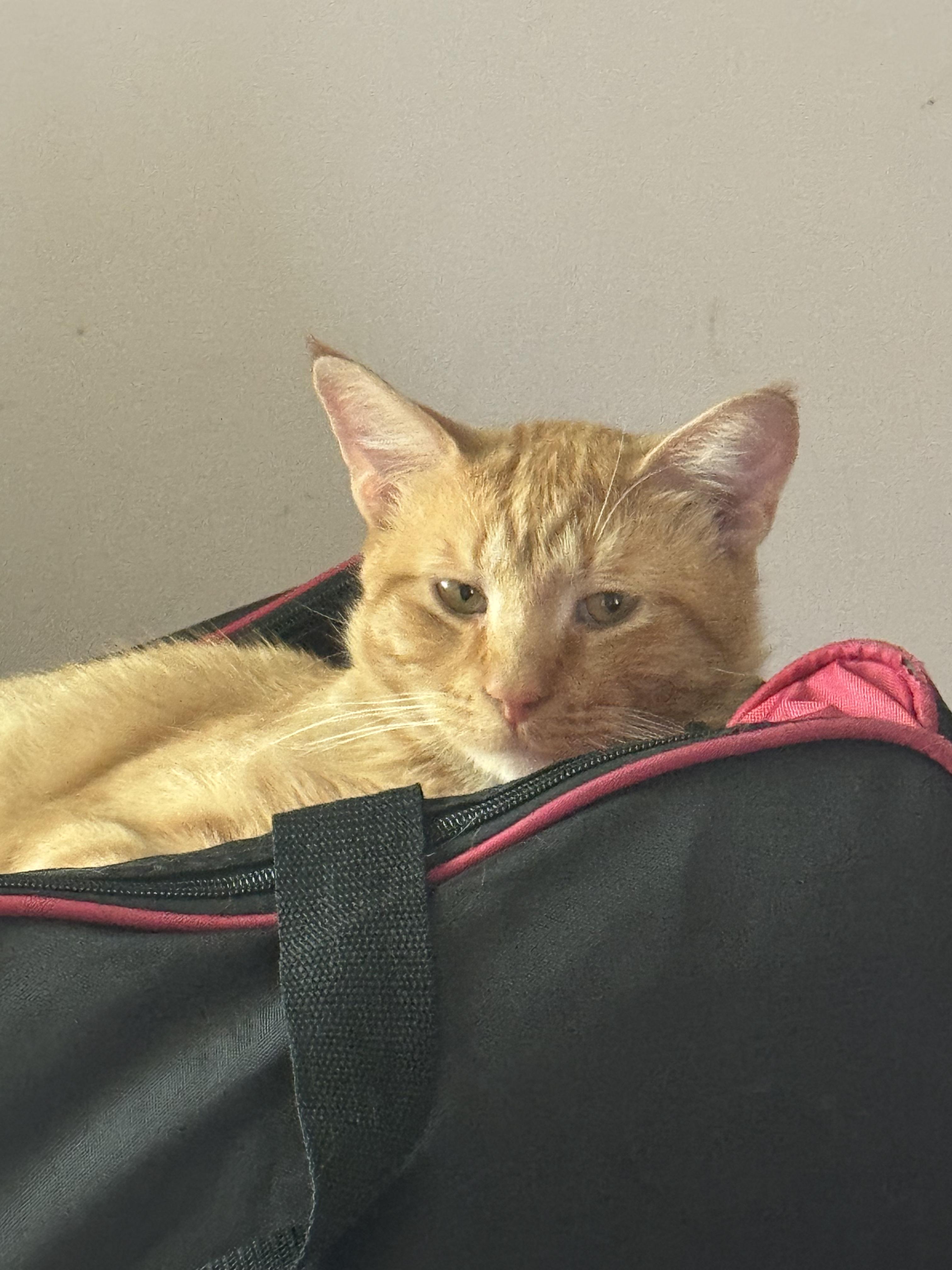 Enlarge Leo, a Adopted Domestic Short Hair in brooklyn, NY image 3/4