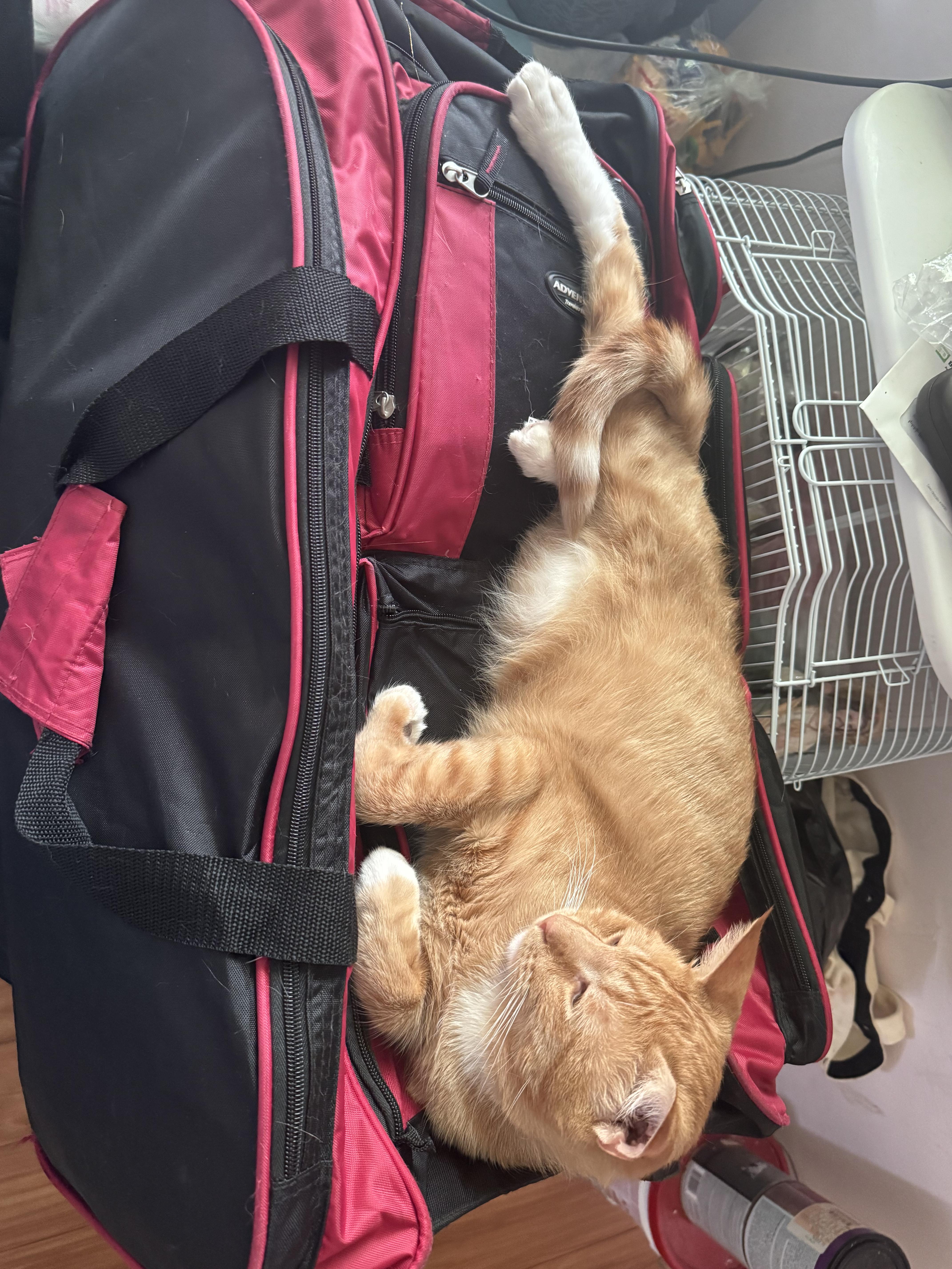 Enlarge Leo, a Adopted Domestic Short Hair in brooklyn, NY image 4/4