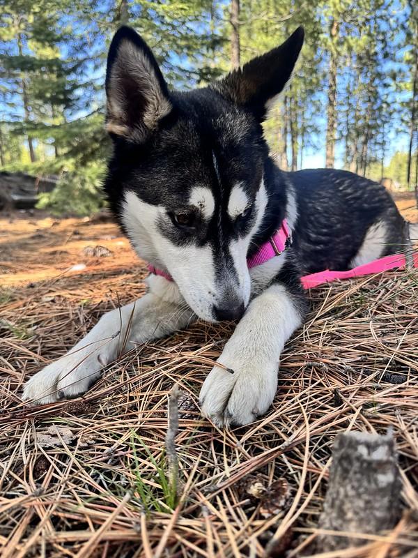 Enlarge Lupine, a ADOPTABLE mixed breed in Truckee, CA image 5/5