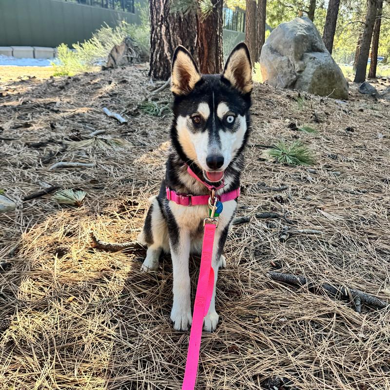 Enlarge Lupine, a ADOPTABLE mixed breed in Truckee, CA image 2/5