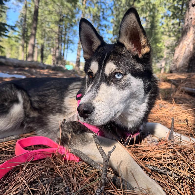 Enlarge Lupine, a ADOPTABLE mixed breed in Truckee, CA image 1/5