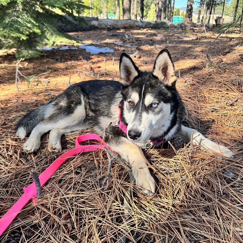 Enlarge Lupine, a ADOPTABLE mixed breed in Truckee, CA image 4/5