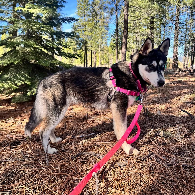 Enlarge Lupine, a ADOPTABLE mixed breed in Truckee, CA image 3/5