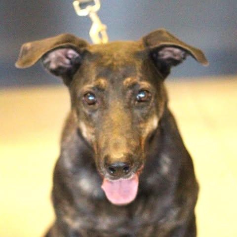 26-01694 MINNOW, Adoptable, Adult Female Shepherd.