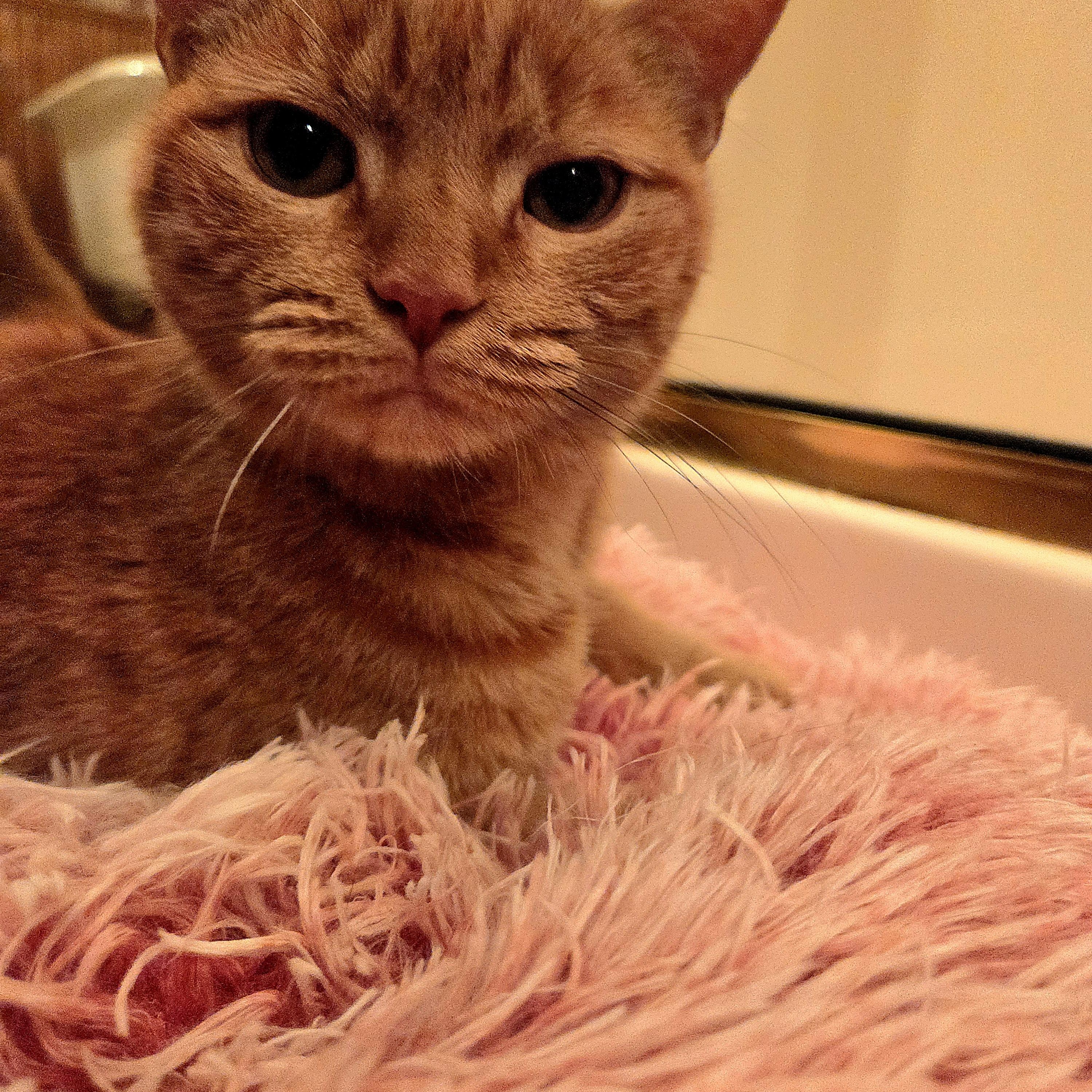 Enlarge Tigerlilly, a Adoptable Domestic Short Hair in Fort Oglethorpe, GA image 2/5