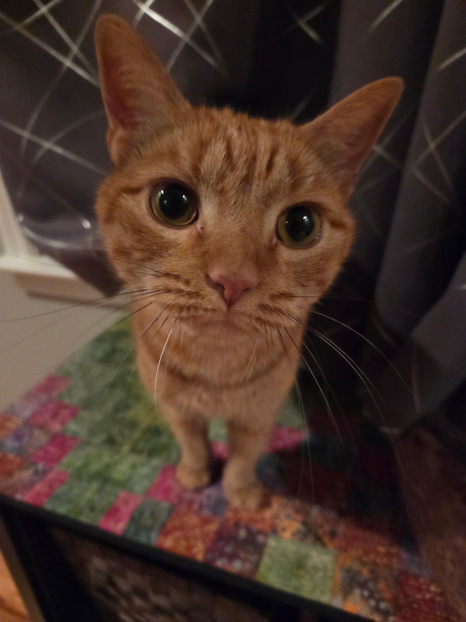 Tigerlilly, Adoptable, Adult Female Domestic Short Hair.