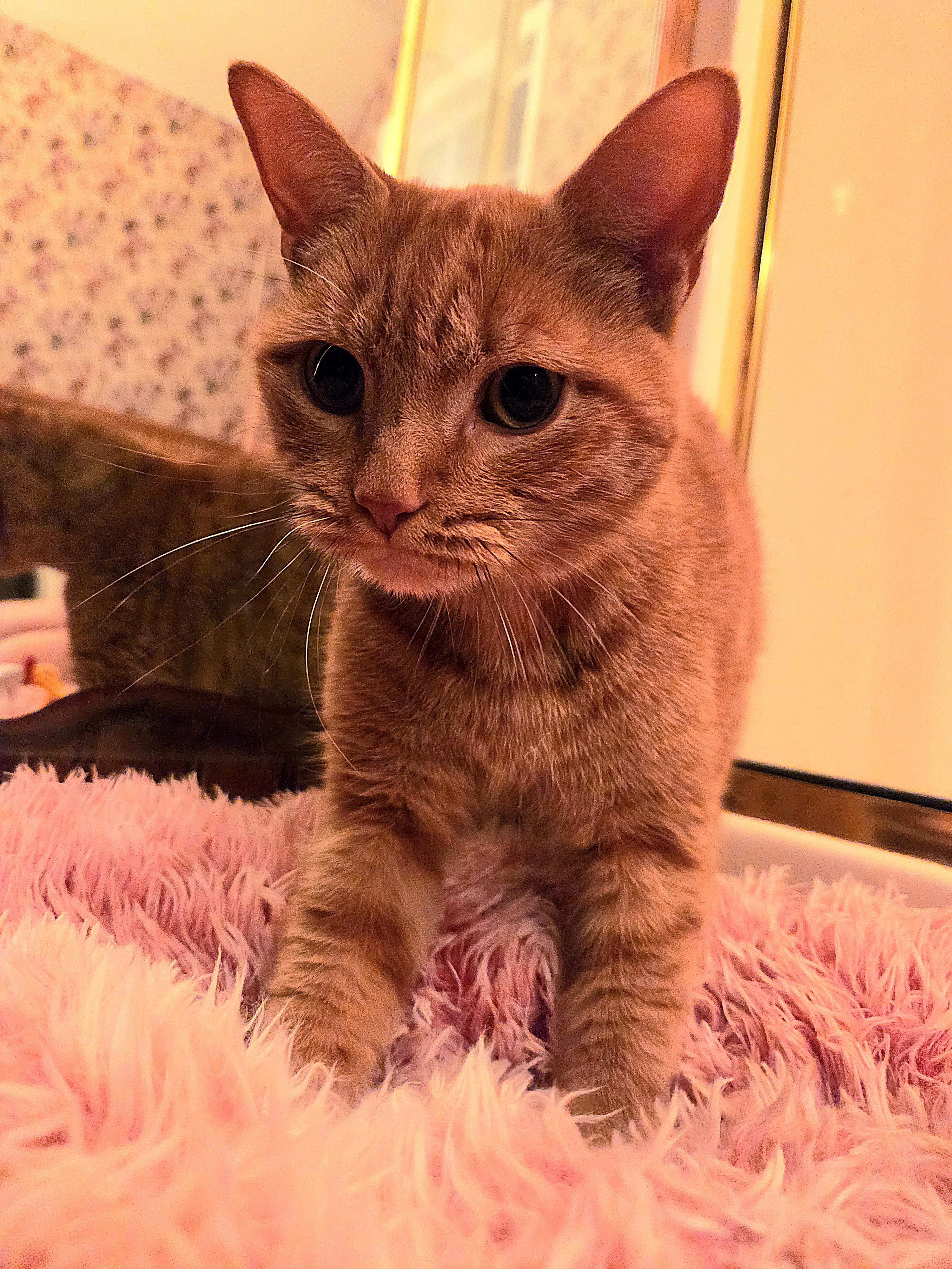 Enlarge Tigerlilly, a Adoptable Domestic Short Hair in Fort Oglethorpe, GA image 5/5