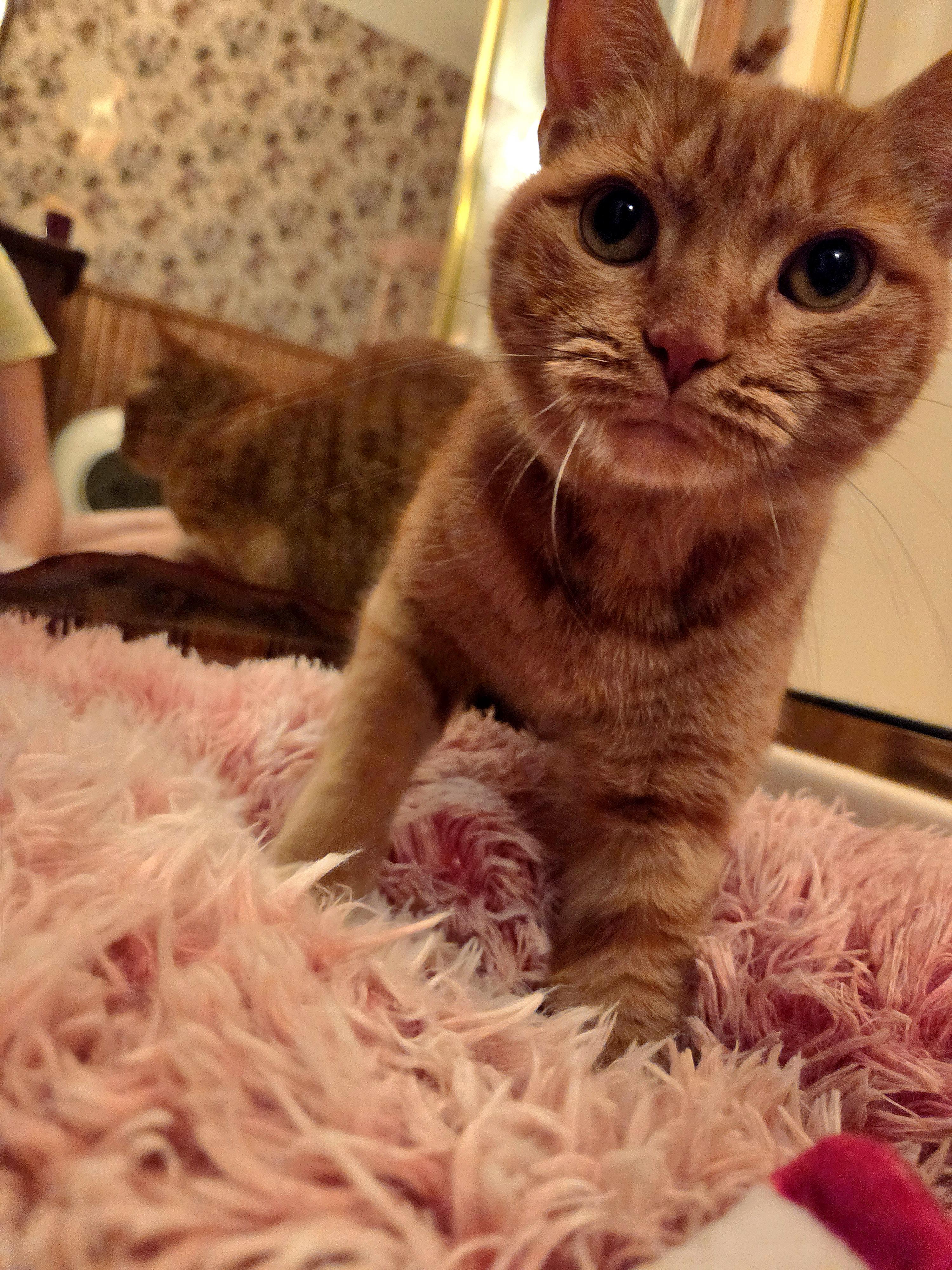 Enlarge Tigerlilly, a Adoptable Domestic Short Hair in Fort Oglethorpe, GA image 4/5