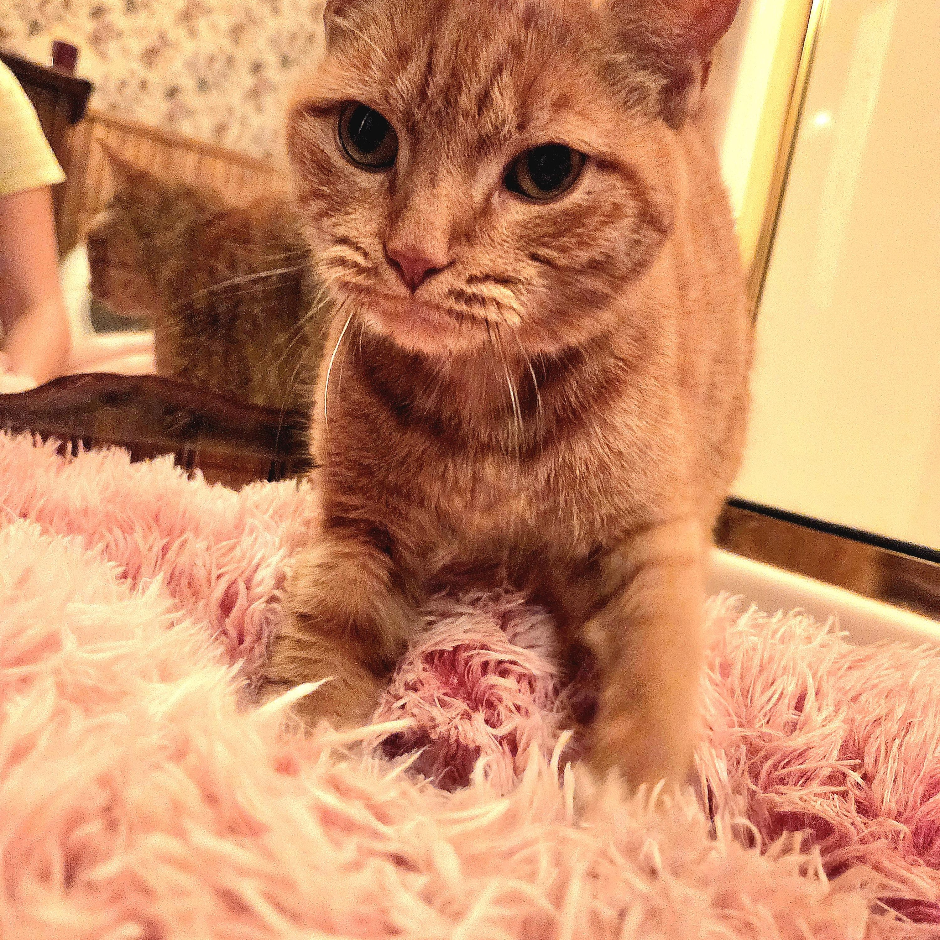 Enlarge Tigerlilly, a Adoptable Domestic Short Hair in Fort Oglethorpe, GA image 3/5