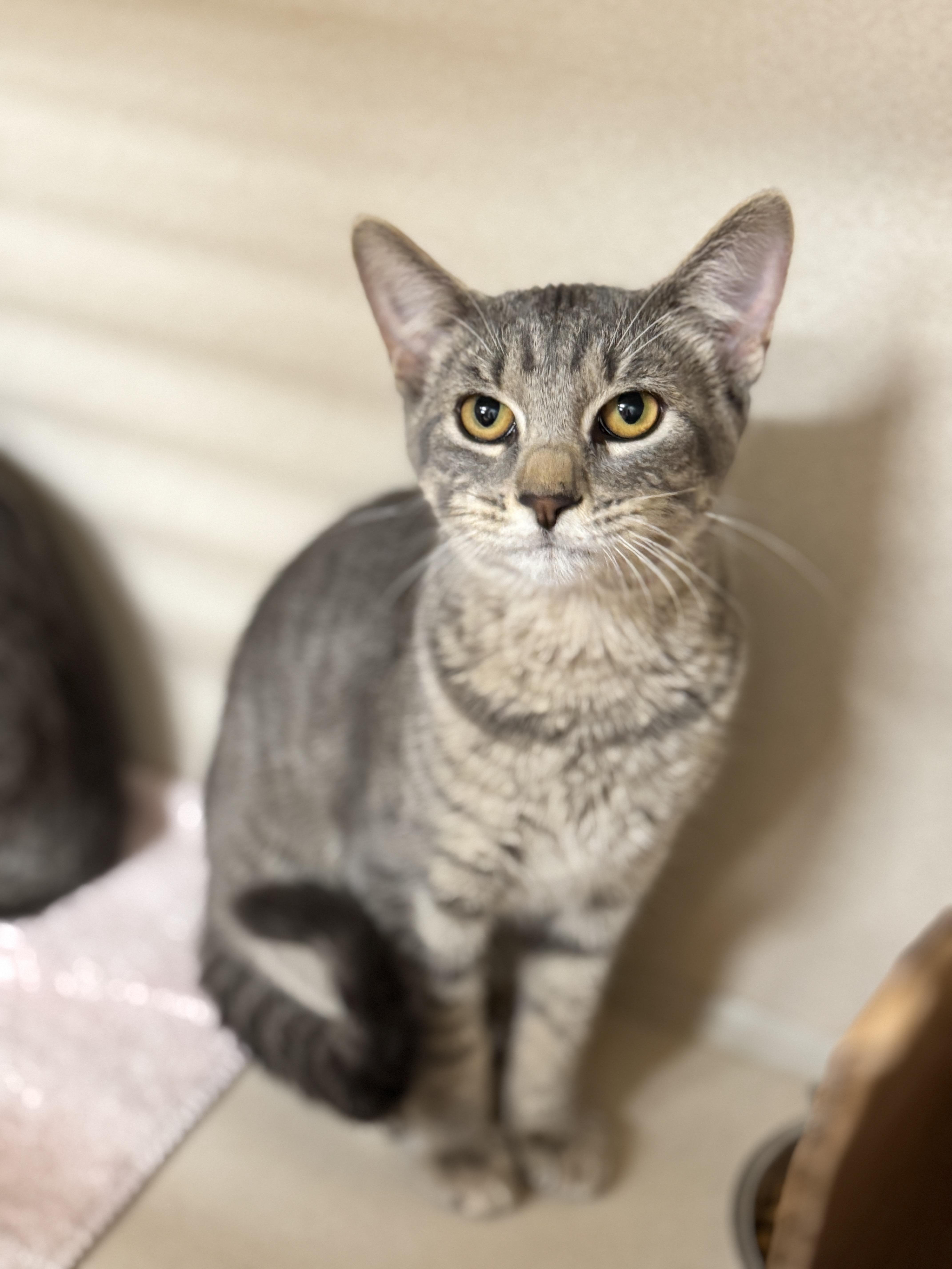 Dutton, an adoptable Domestic Short Hair in Hackensack, MN, 56452 | Photo Image 2