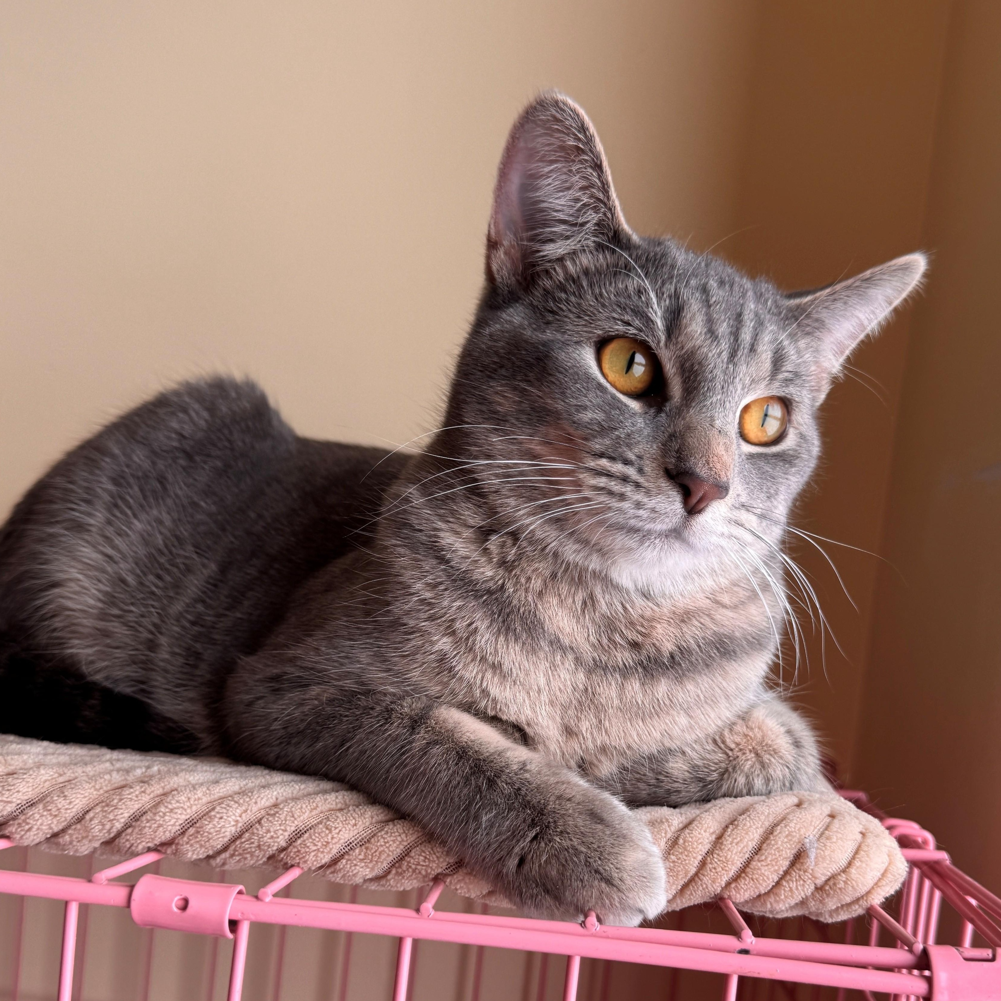 Dutton, Adoptable, Young Male Domestic Short Hair.