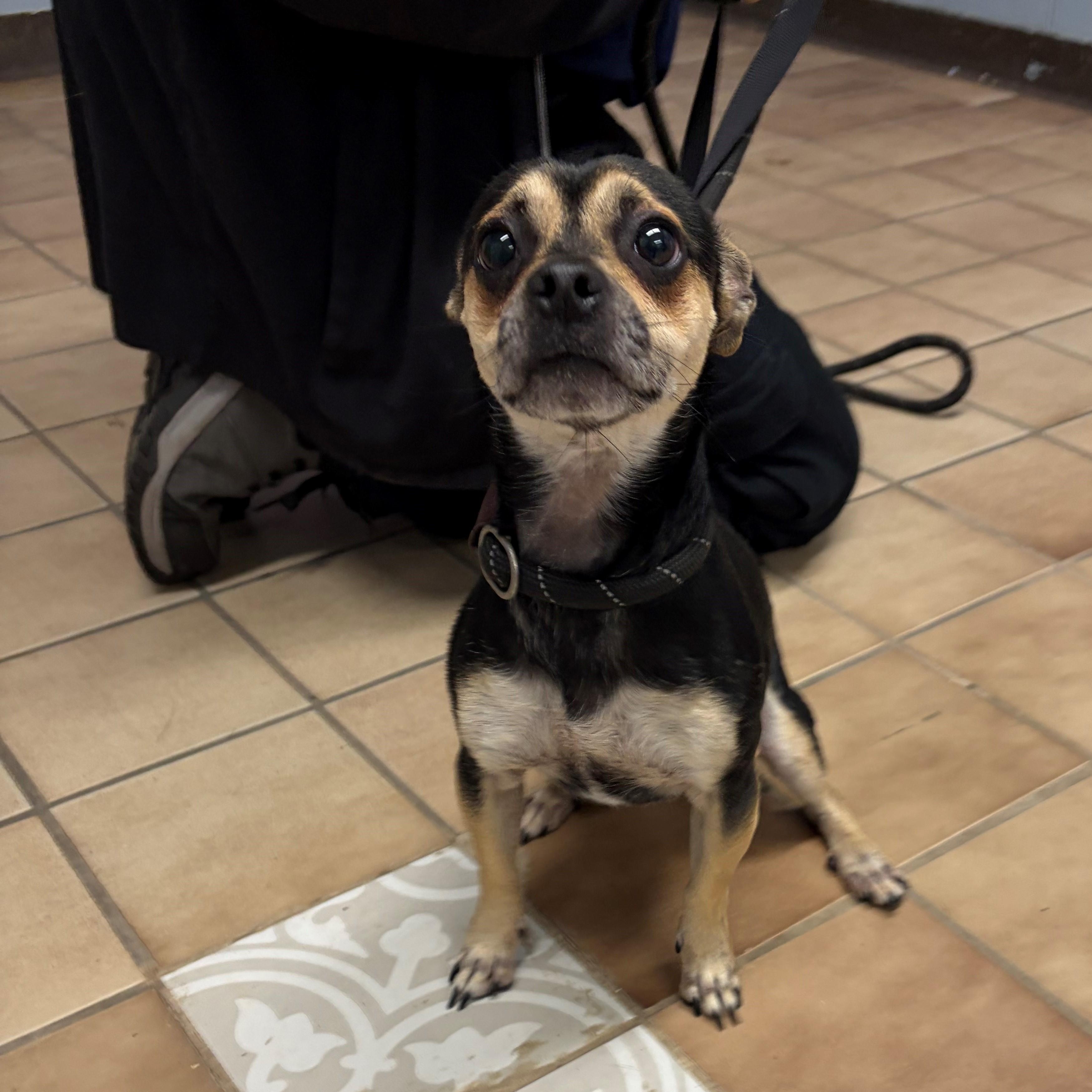 Enlarge James, a Adoptable Chihuahua in Edison, NJ image 2/2