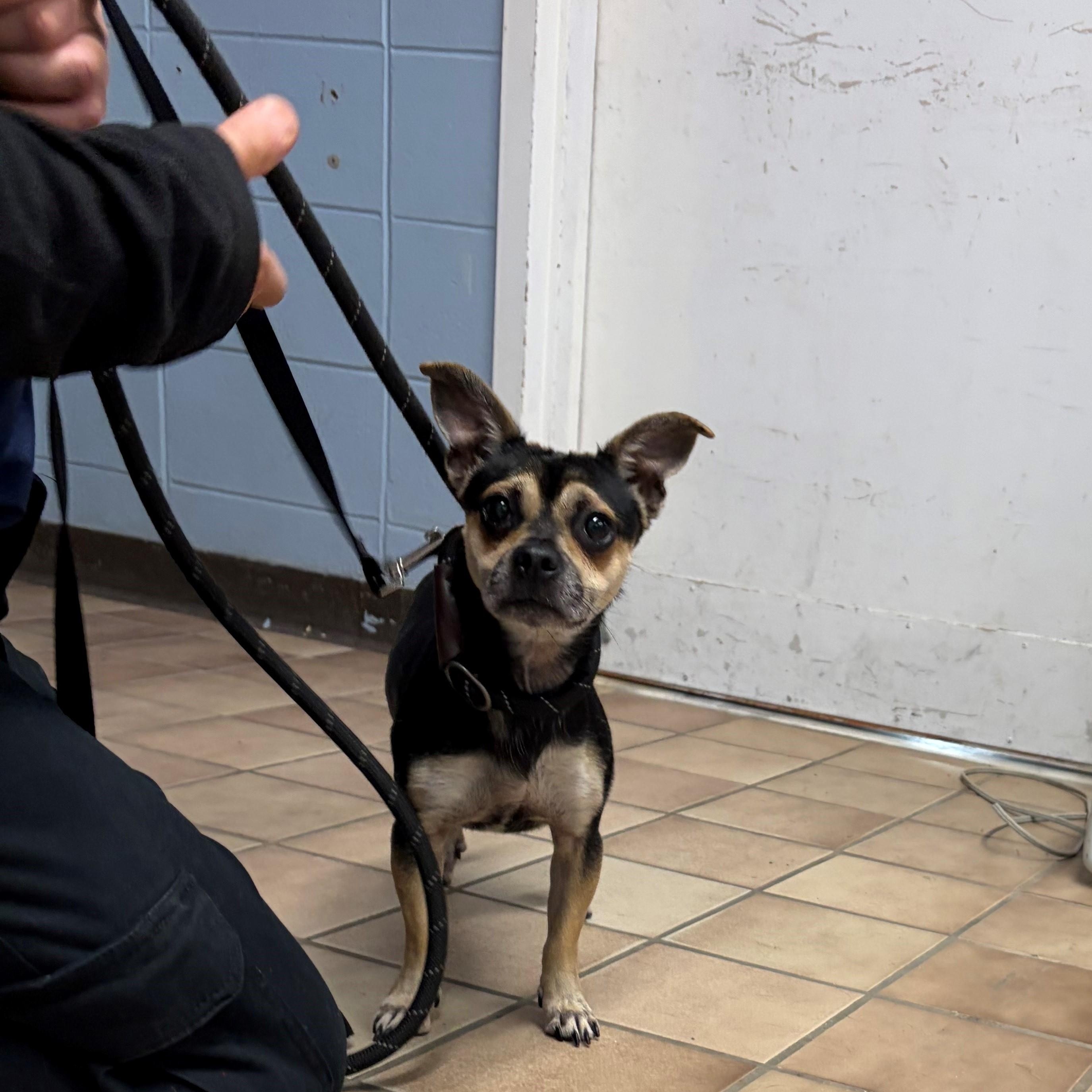 James, Adoptable, Adult Male Chihuahua.