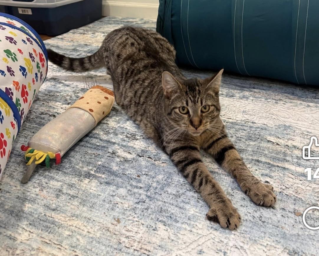 Anchovy Squidward Sushi, ADOPTABLE, Adult Male Tabby & American Shorthair.