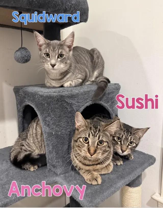 Enlarge Anchovy Squidward Sushi, a ADOPTABLE mixed breed in Briarcliff manor, NY image 2/5