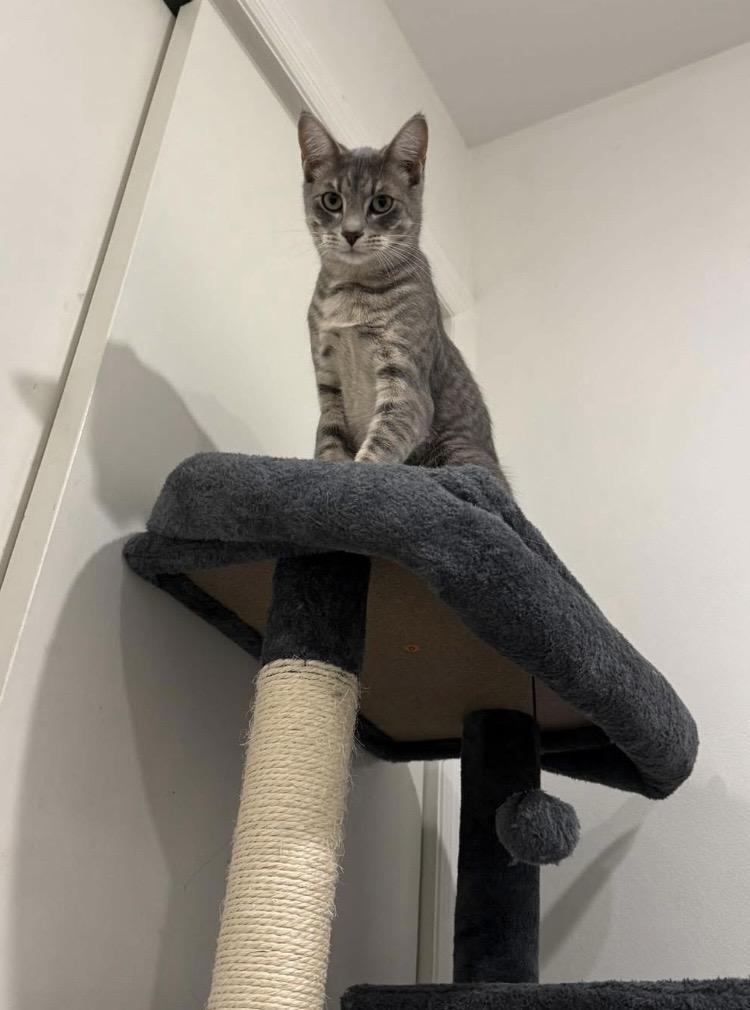 Enlarge Anchovy Squidward Sushi, a ADOPTABLE mixed breed in Briarcliff manor, NY image 5/5