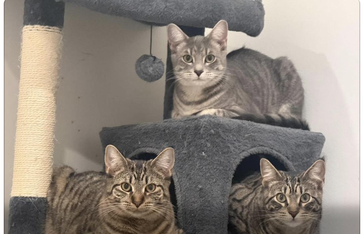 Enlarge Anchovy Squidward Sushi, a ADOPTABLE mixed breed in Briarcliff manor, NY image 3/5